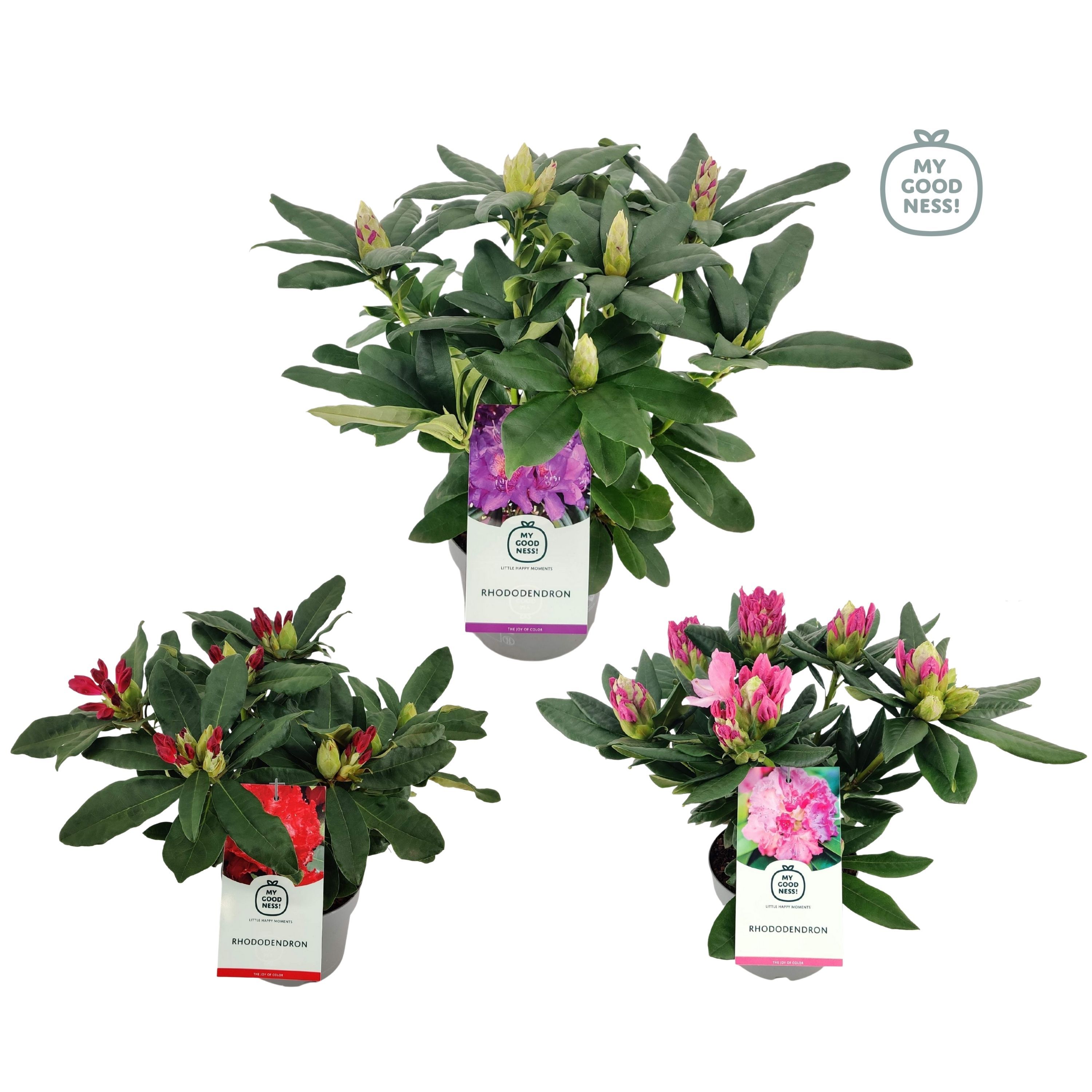 Rhododendron 30-35 /2 liter 'Mix CC' kleurtonend, D 17