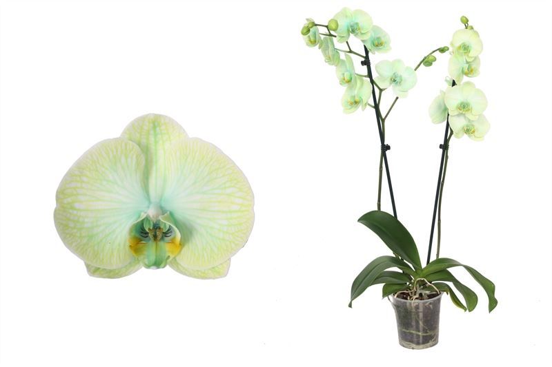 Phal I am Green 2T18+ ( 2 lg/dc ), D 12