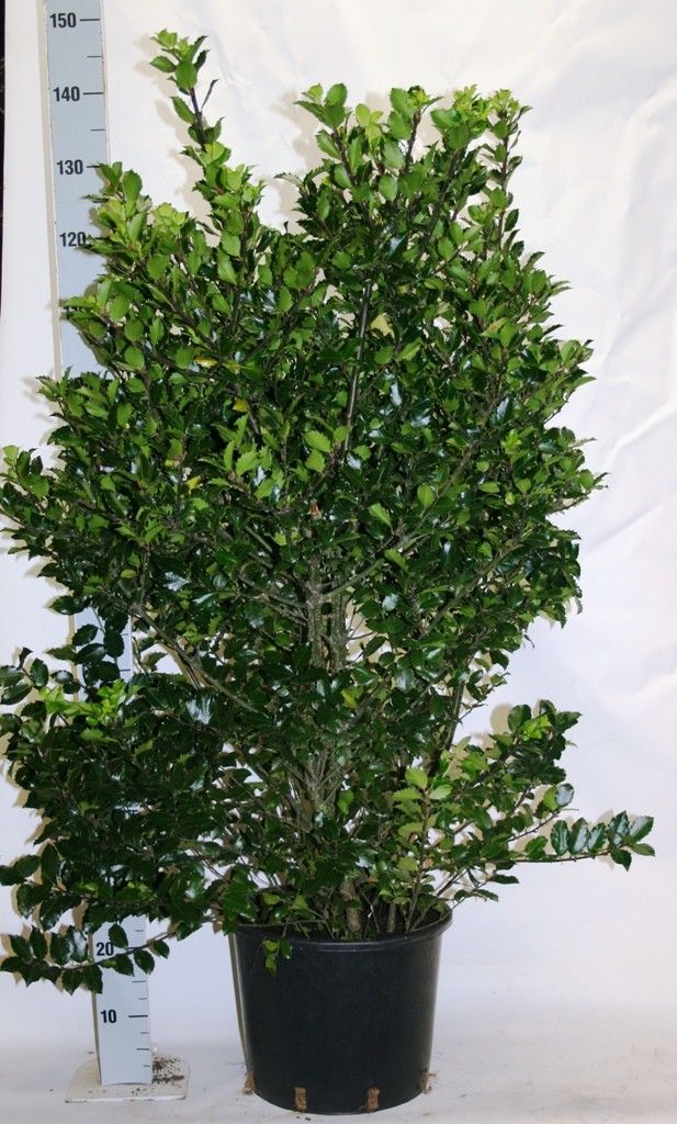 Ilex mes. 'Blue Prince', D 32