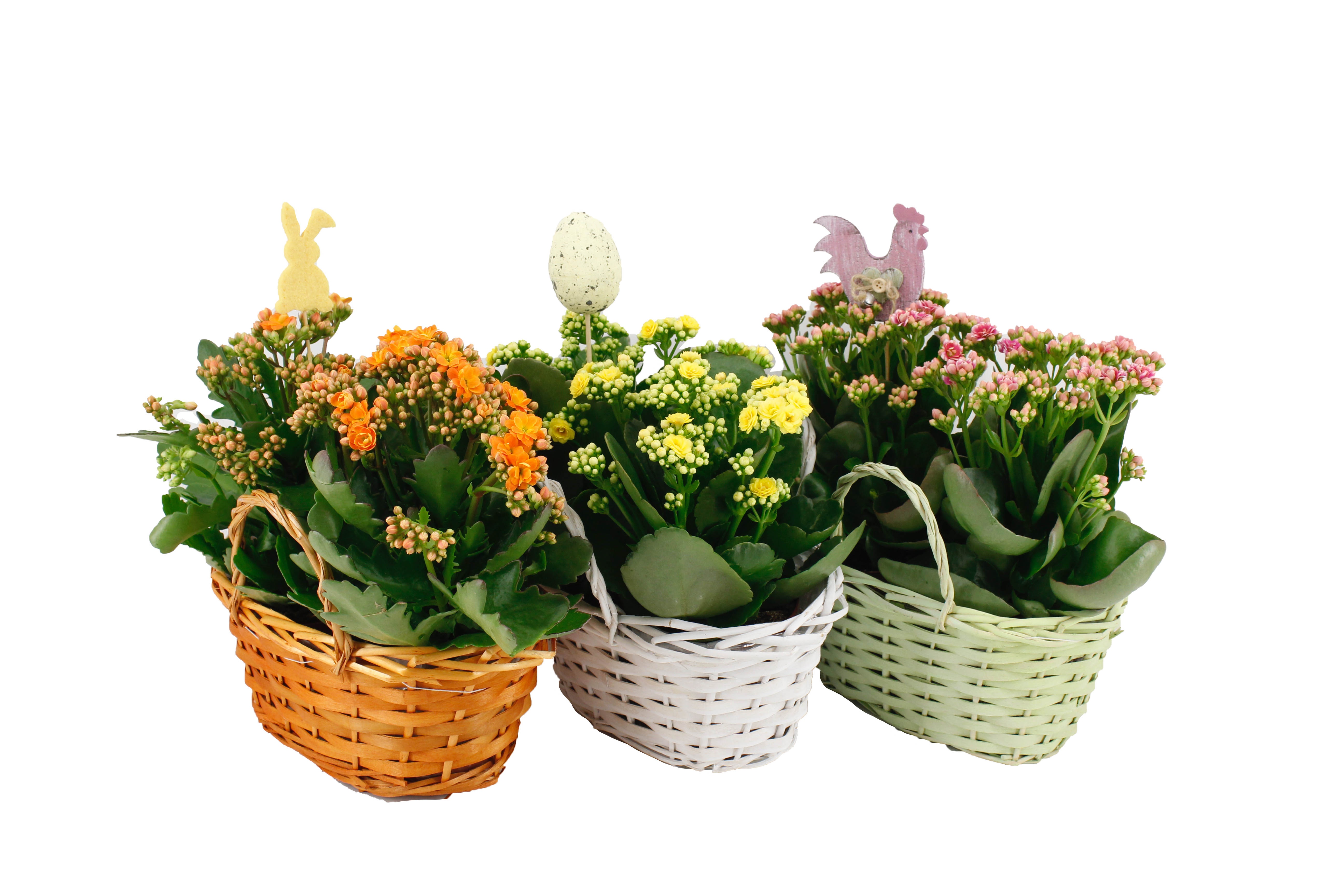 Calandiva Duomand Mix Pasen + Bijsteker, D 24