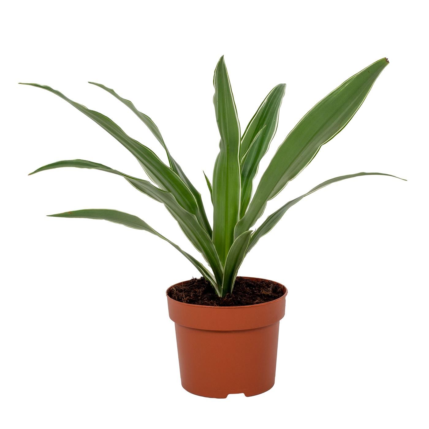Dracaena Warneckei 12cm, D 12