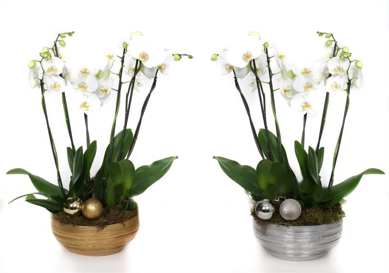 Schaal scratched 26 cm gold/silver Phal white 6T42+ ( 3 p.p. ), D 26