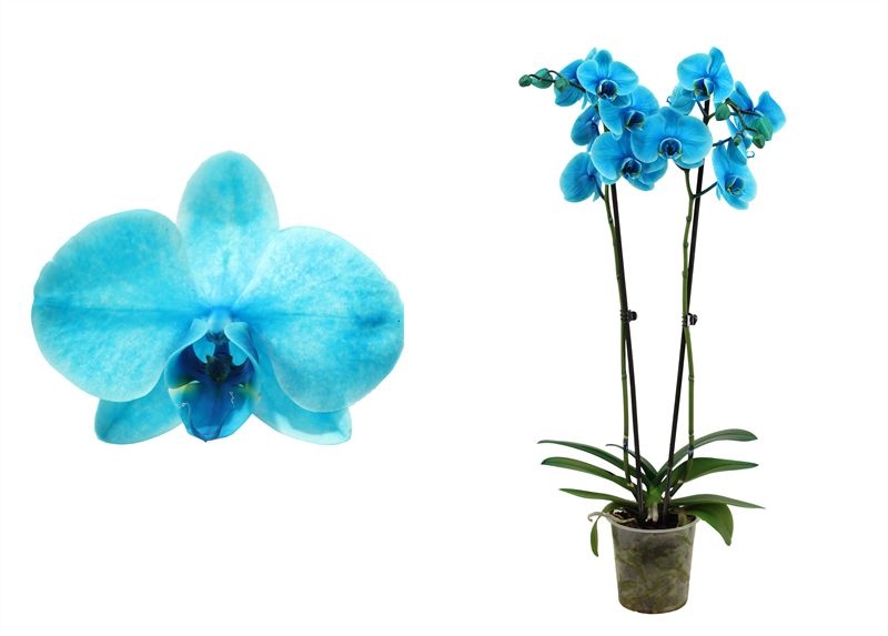 Phal I am Ocean Blue 2T18+ ( 2 lg/dc ), D 12