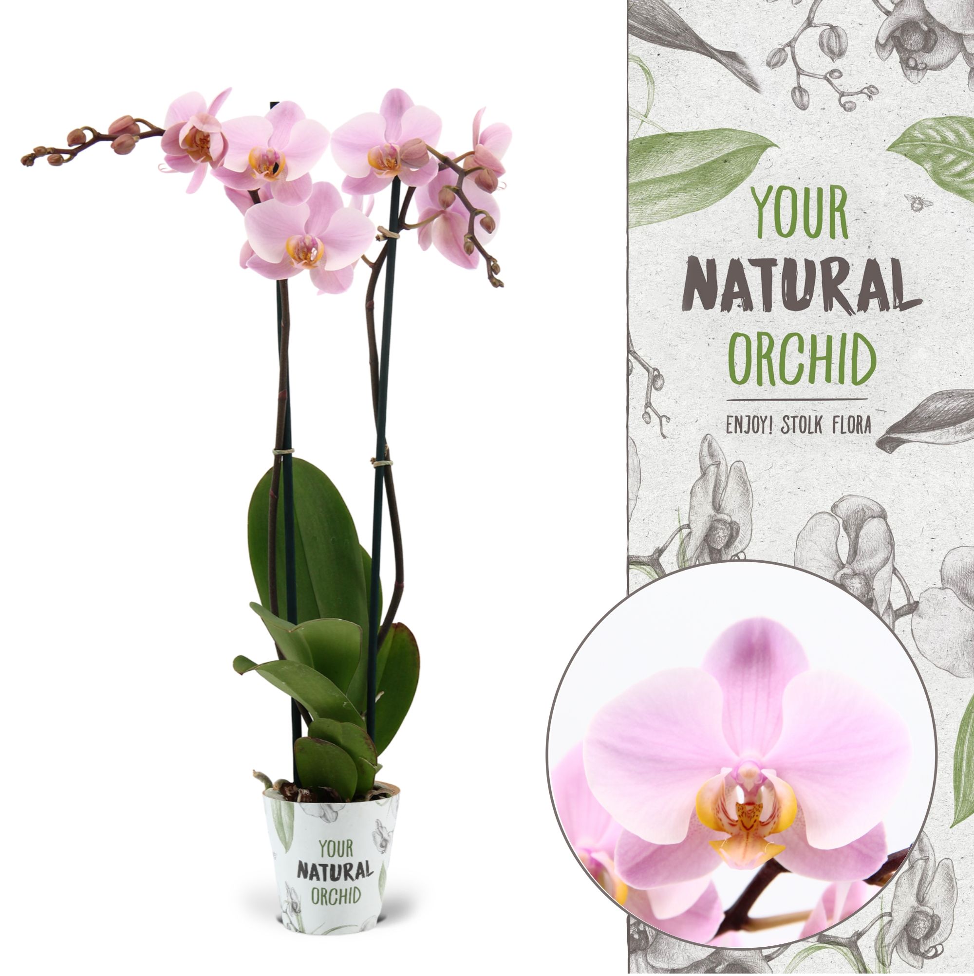 Your Natural Orchid | Salinas | Phalaenopsis 2 spike, D 12