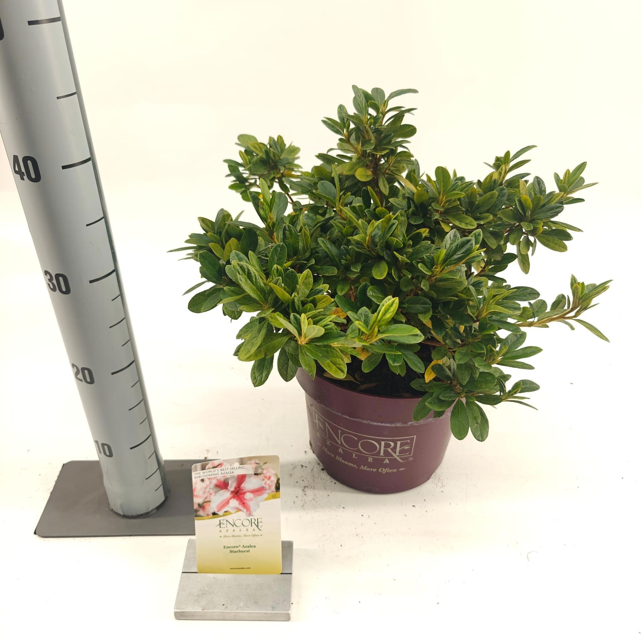 Rhododendron ENCORE® Autumn Starburst ('Robleze'PBR), D 23