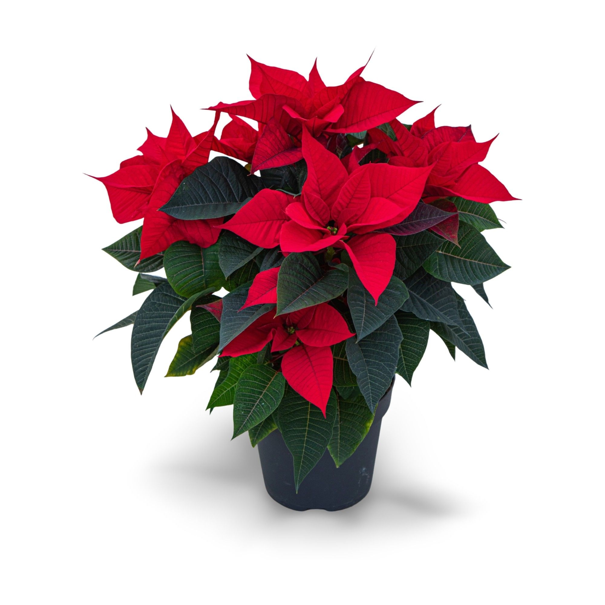 Poinsettia 'Christmas Feelings' 17 CM, D 17 cm