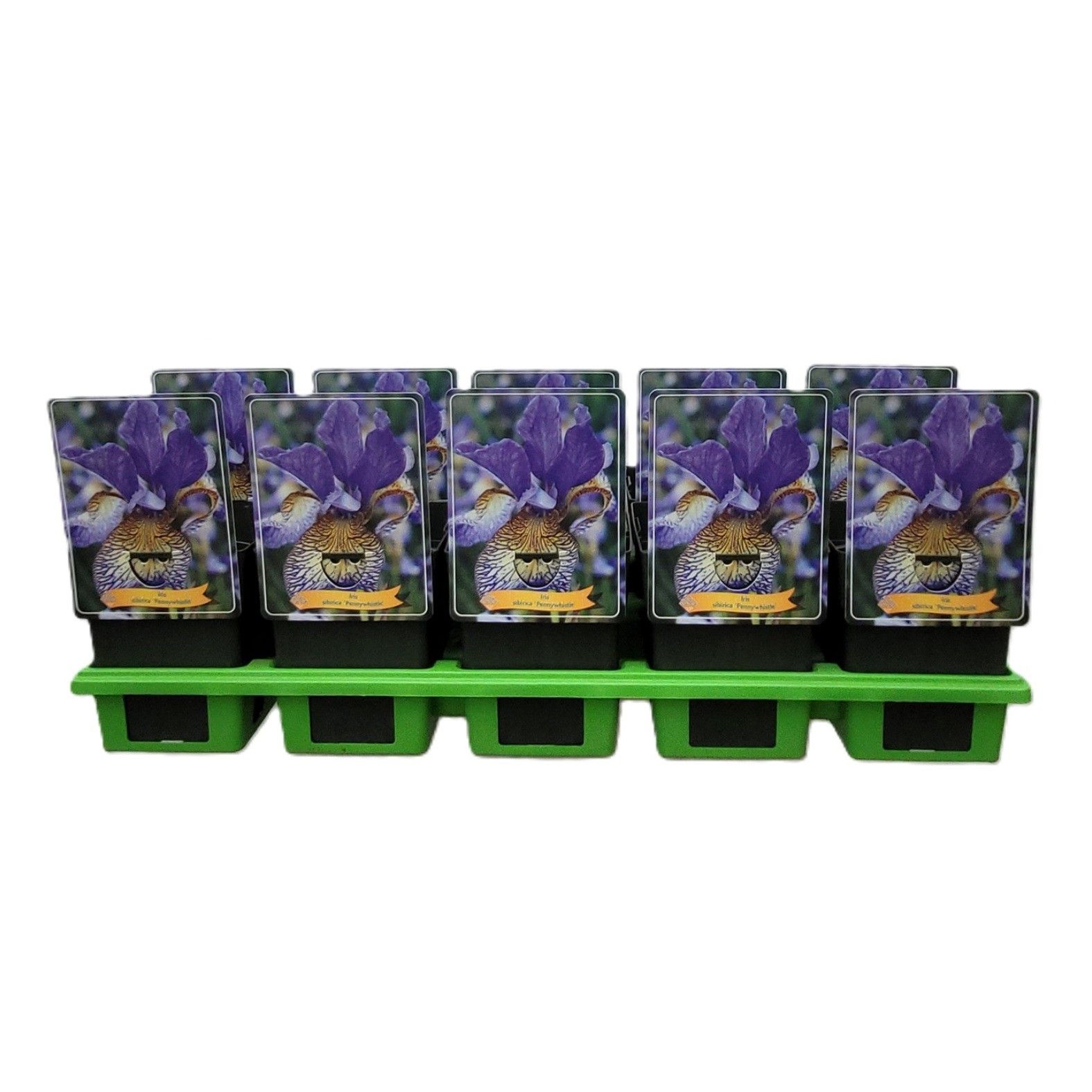 Iris sibirica 'Pennywhistle' P11, D 11