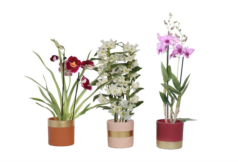 Dolomite p12 Horizon nude mix Orchideeen mix 2T, D 12