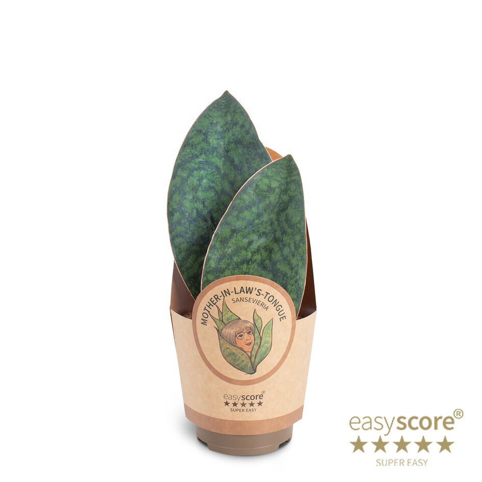 SANSEVIERIA TRIFASCIATA 'Masoniana', D 11