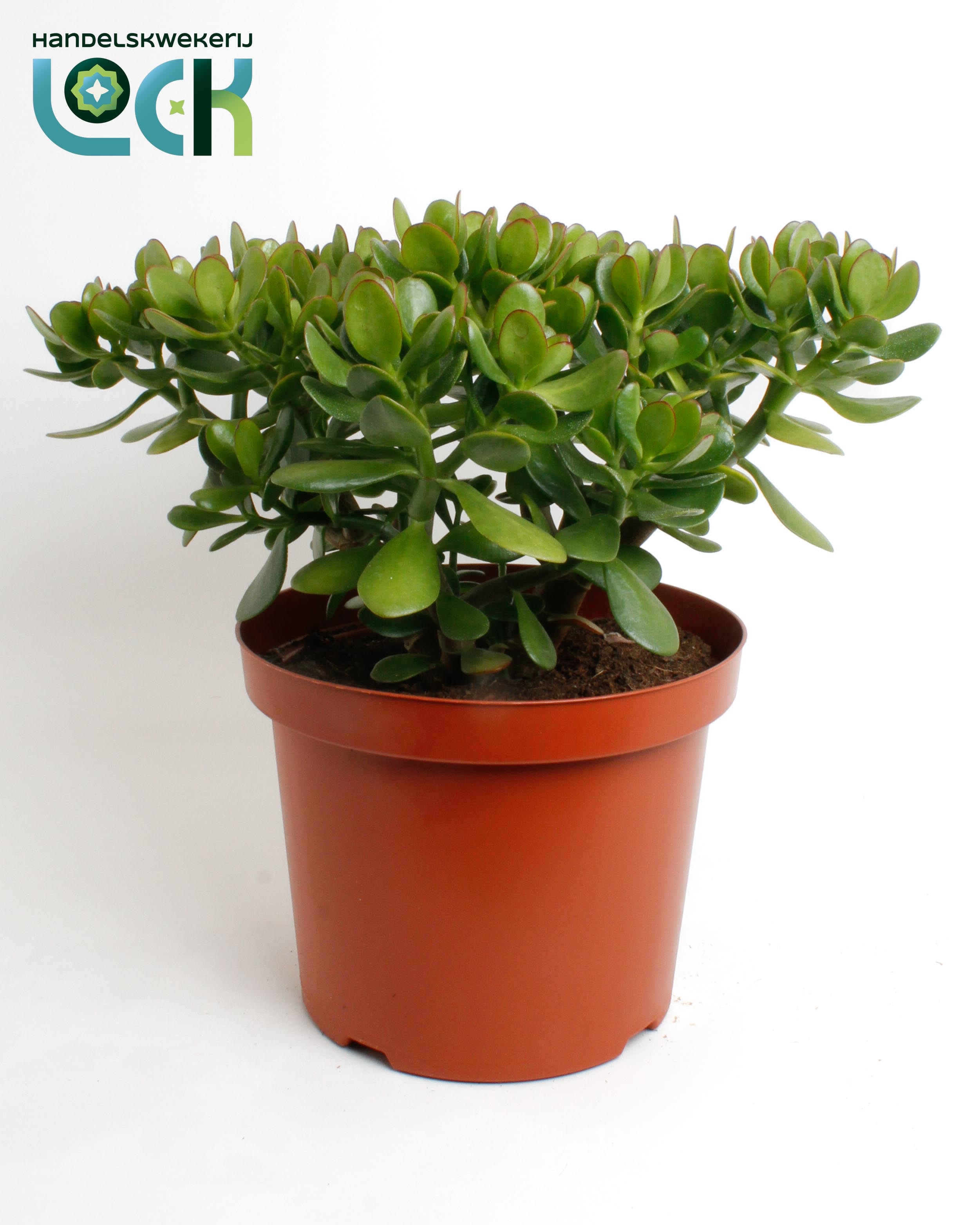 Crassula Argentea Ovata, D 29