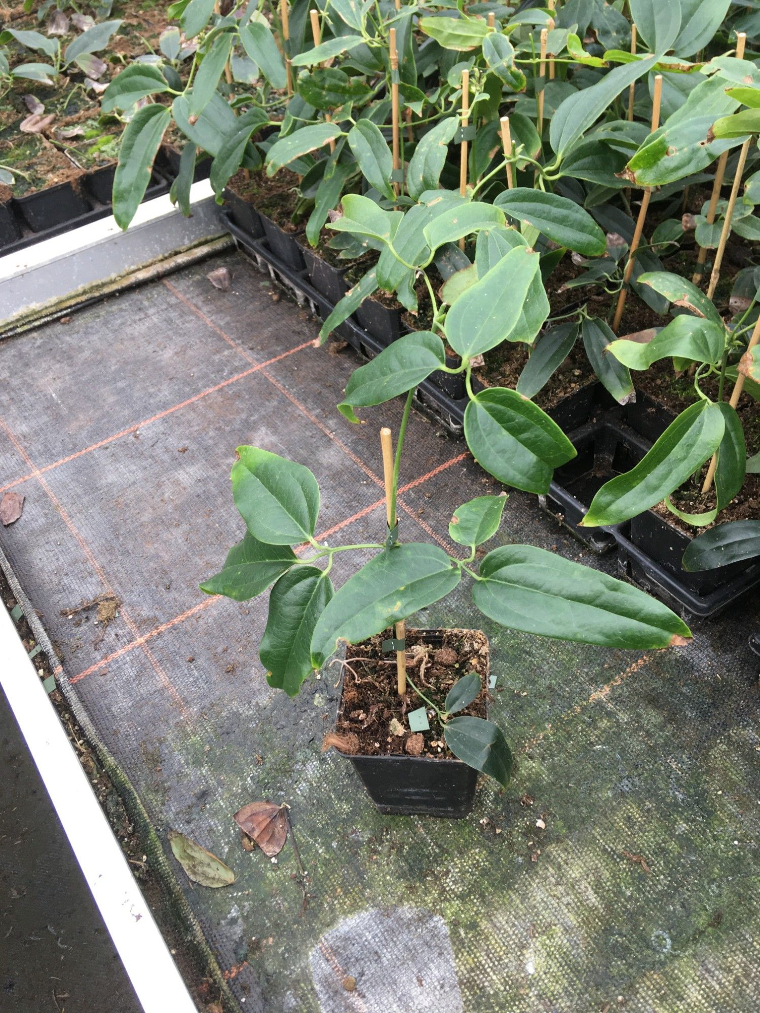 Clematis armandii MIX P9 Full CC, D 9