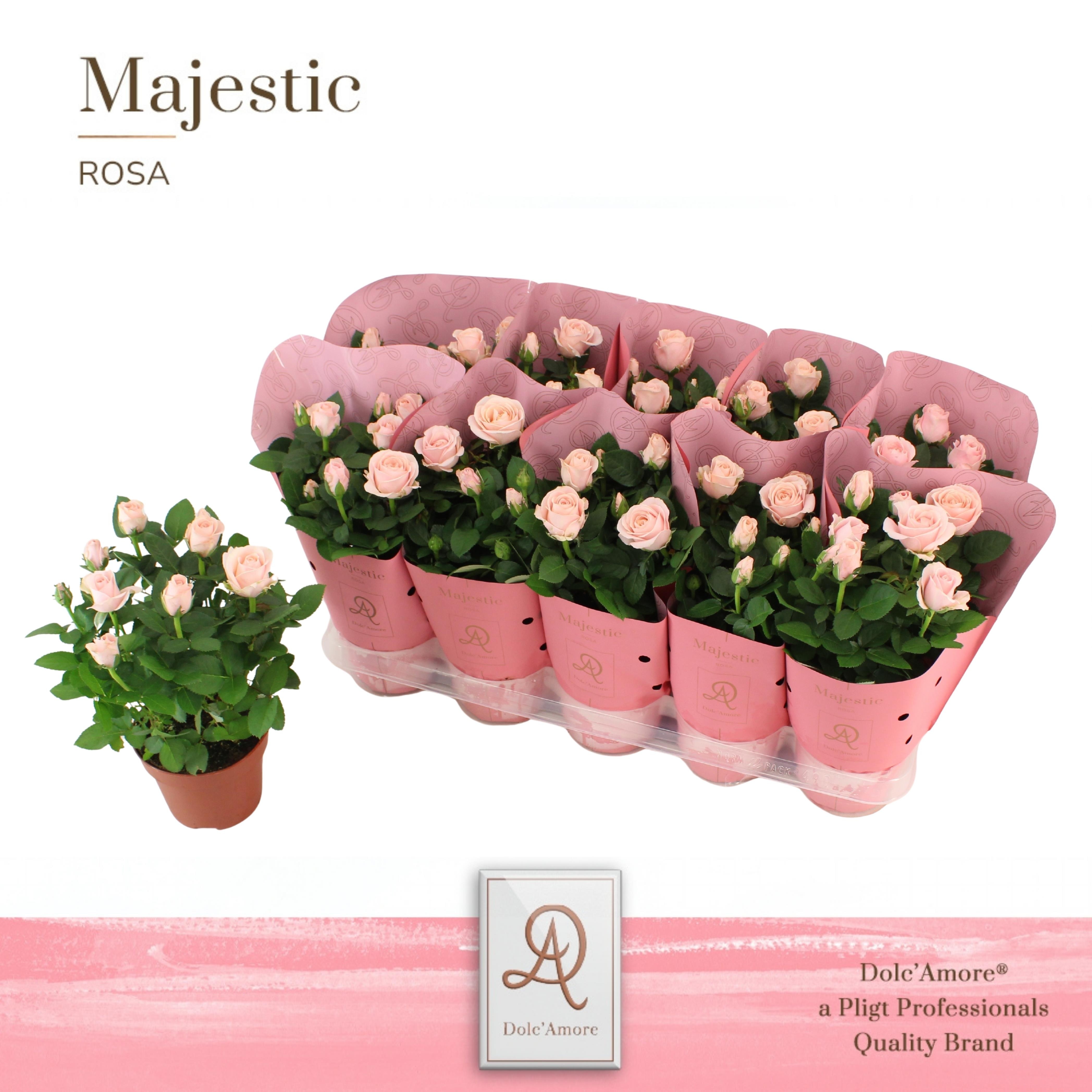 Potroos Infinity Princess P12 Dolc'Amore® Majestic, D 12