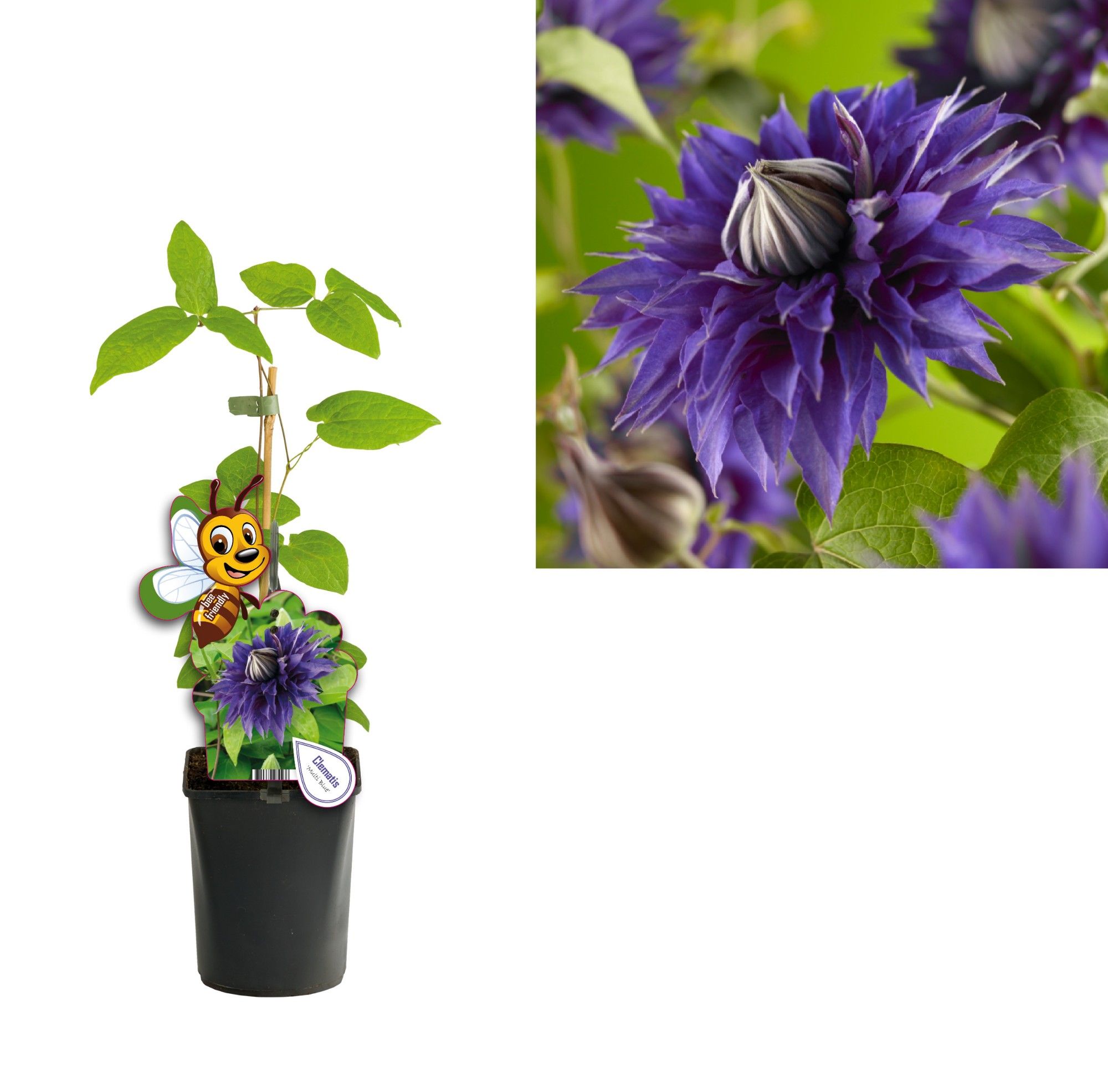 Clematis 'Multi Blue' +bee label, D 11