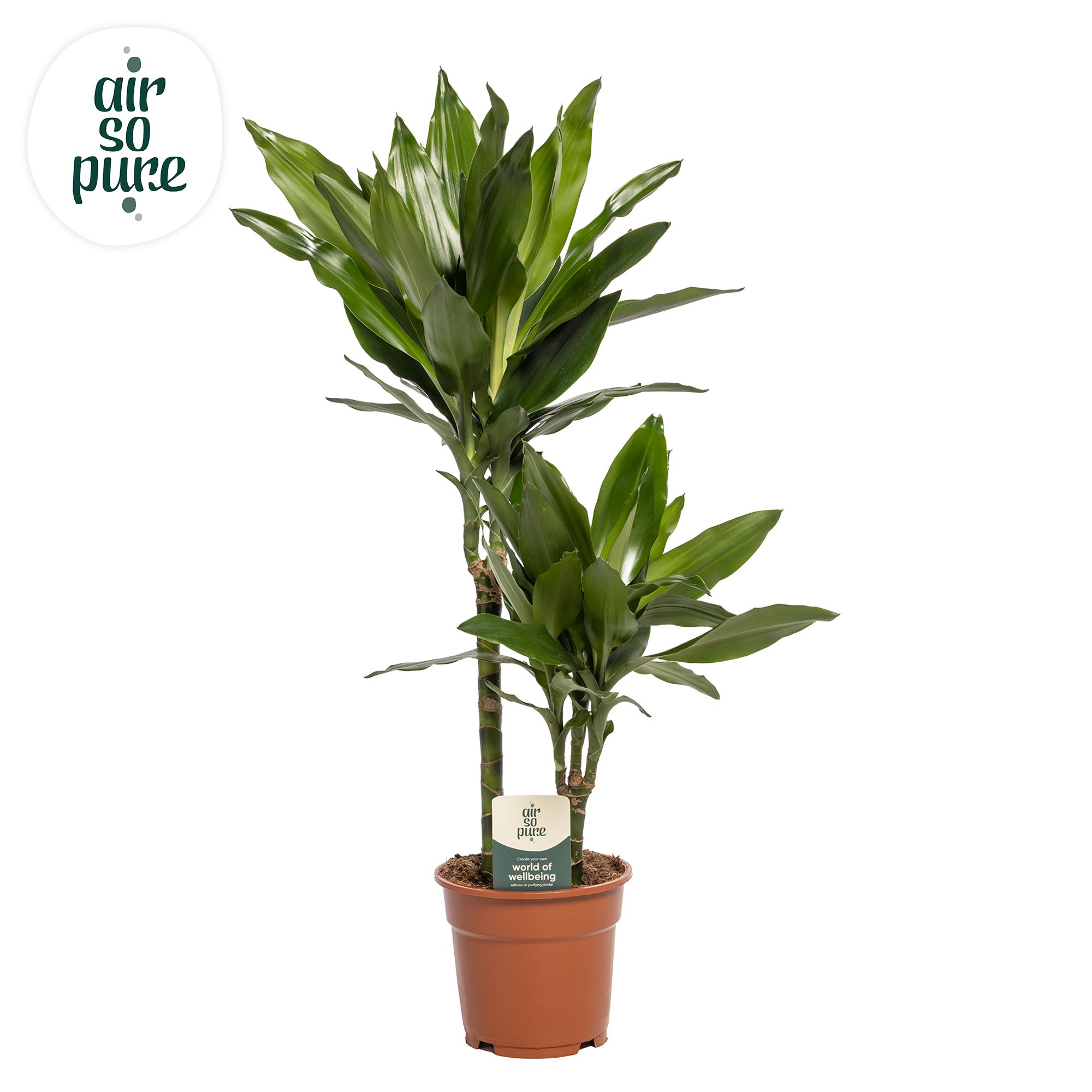Dracaena Janet Lind p17, 30+10 (Air so Pure), D 17