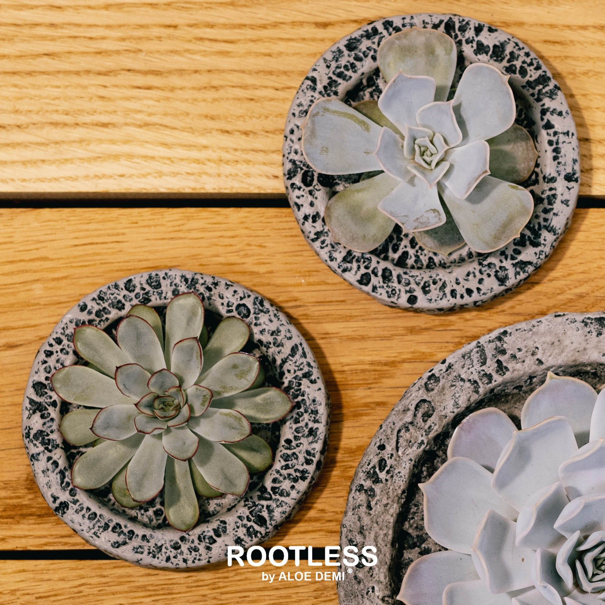 ROOTLESS Echeveria, Koala MINI bowl, D 12 cm