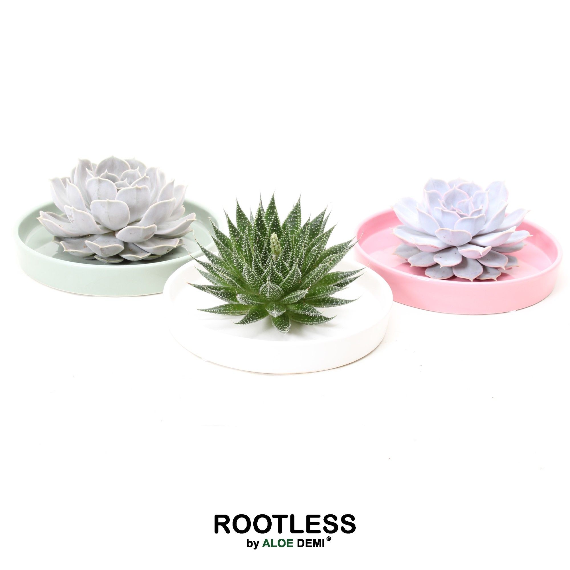 ROOTLESS Succulent, Octopus bowl, D 20 cm