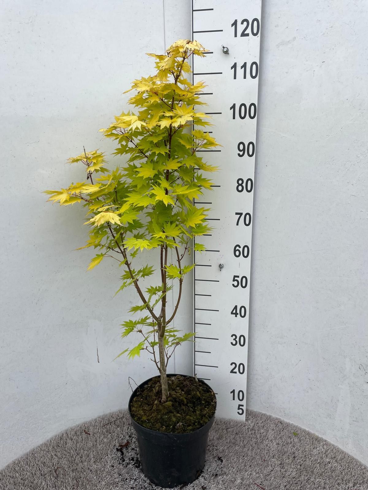 Acer shirasawanum Jordan 80-100 P28, D 28