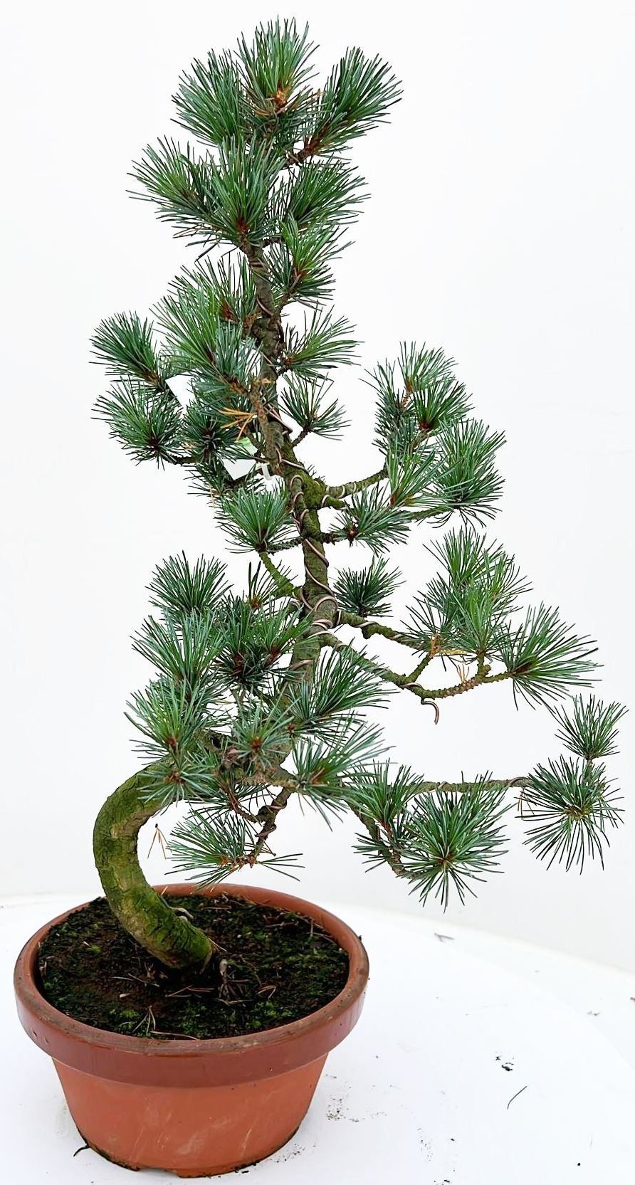 Pinus parvifolia 18cm., D 18