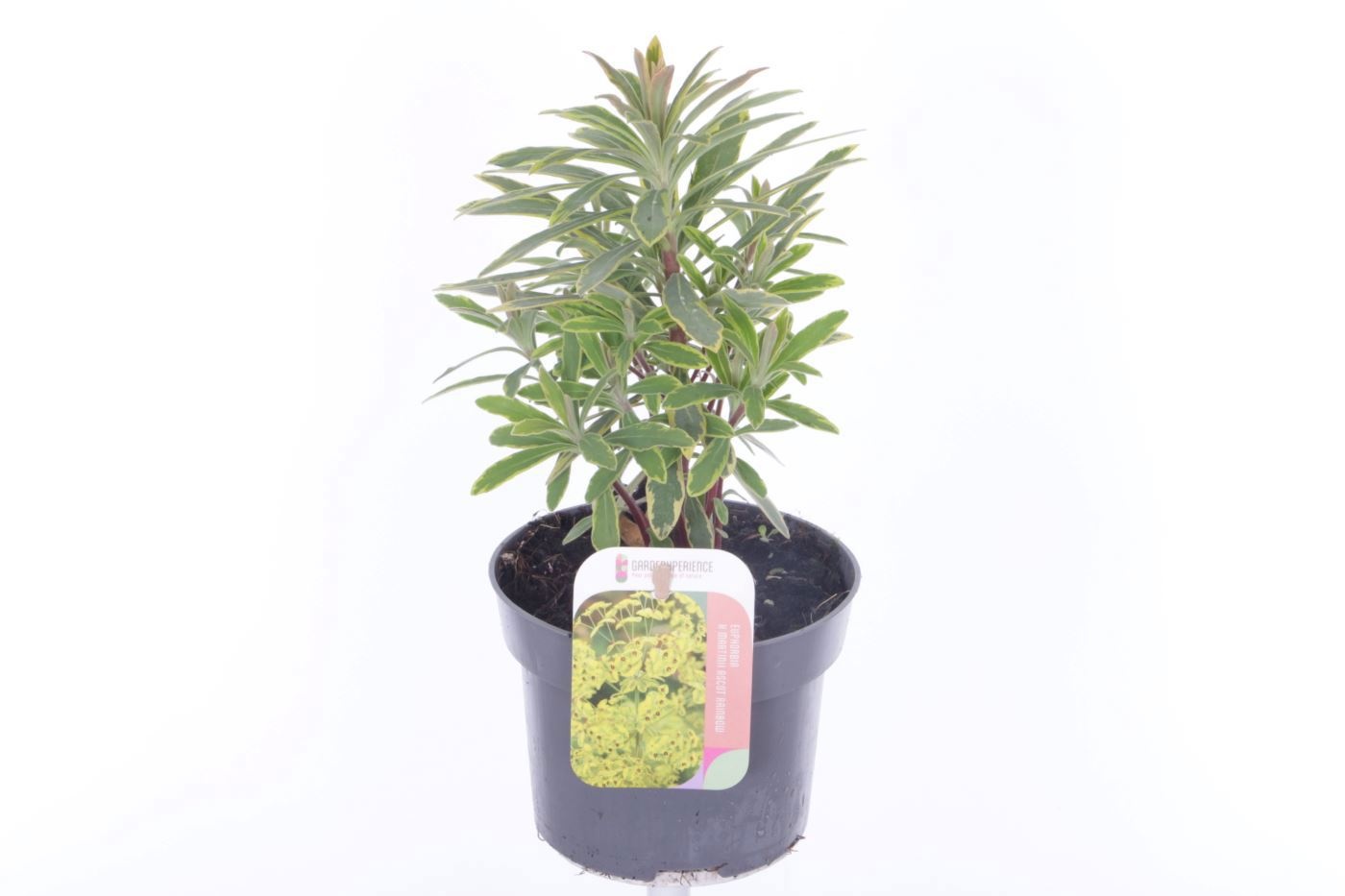 Euphorbia martinii Ascott Rainbow, D 13
