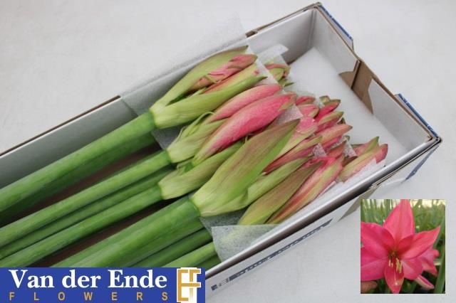 Амарилис Овериг x15, шт.