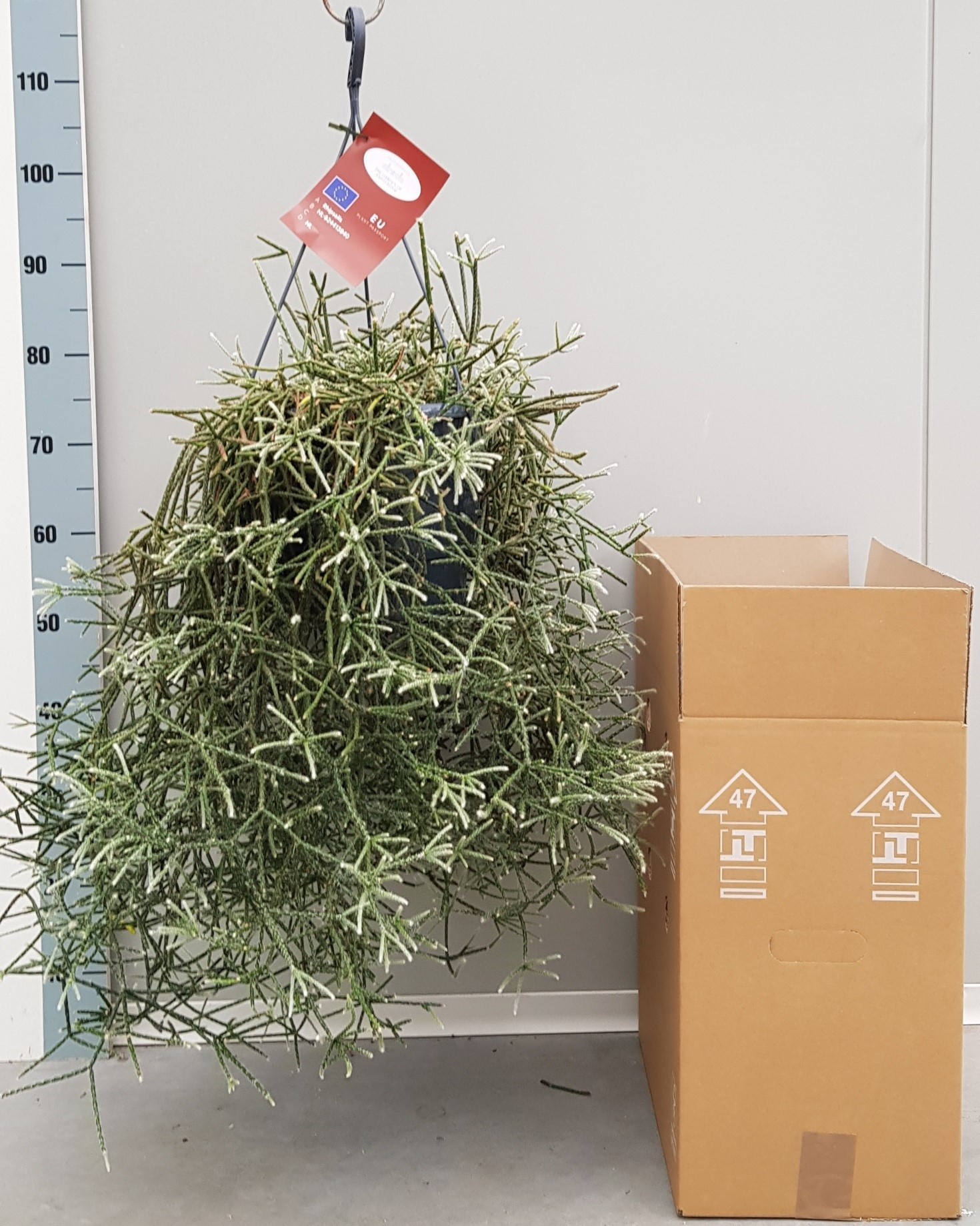 Rhipsalis Pilocarpa 25cm, D 25