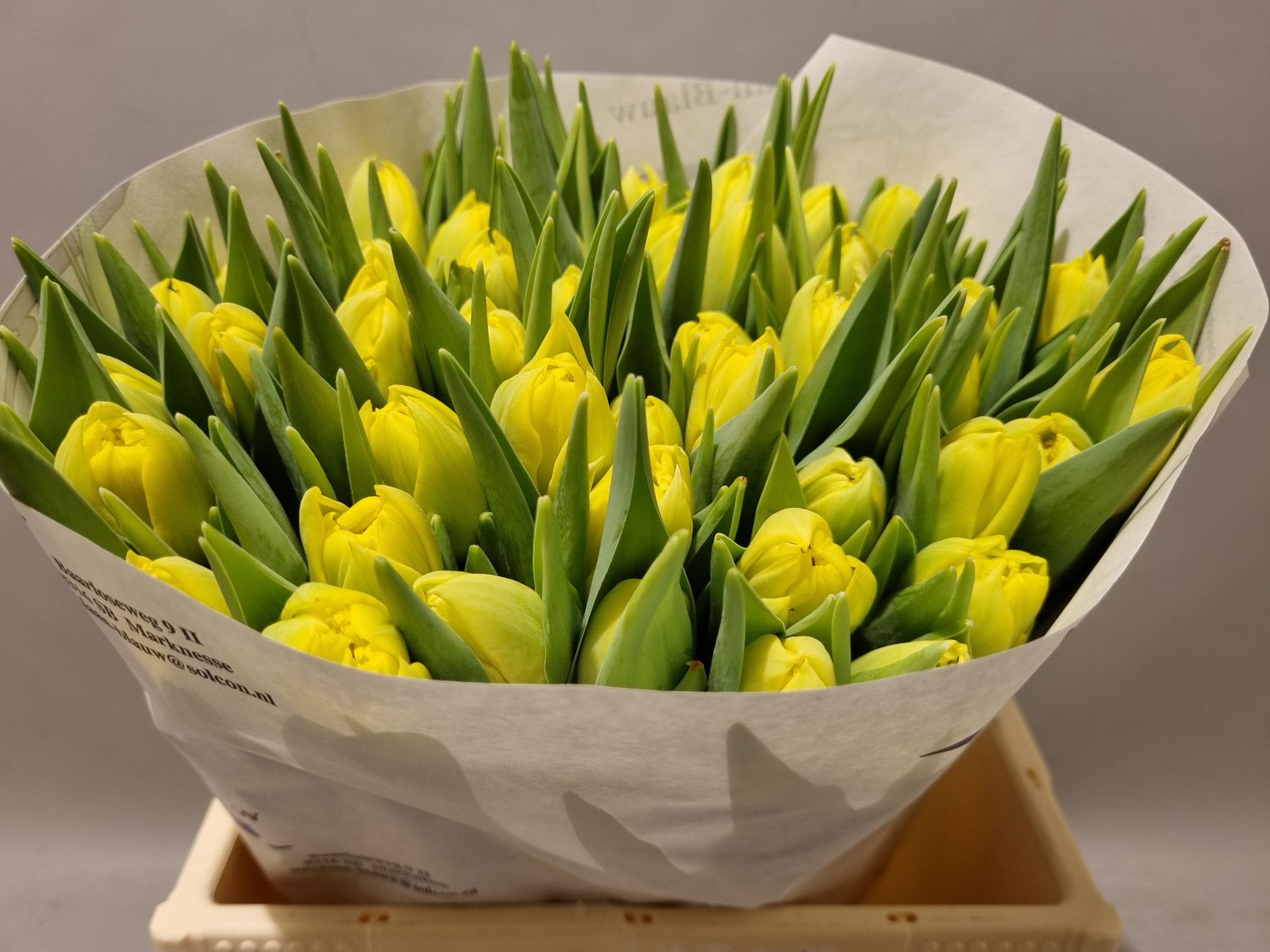 Тюльпан дв. Мари Джо, шт.