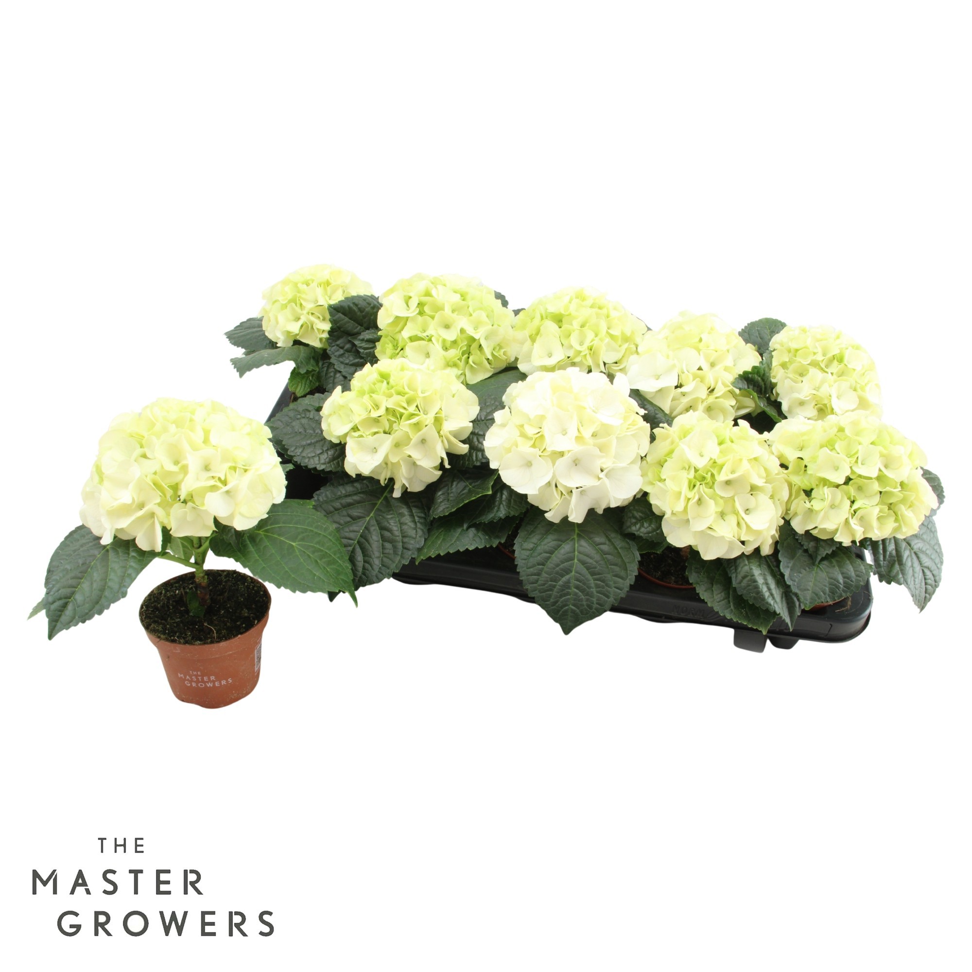 Hydrangea macr. 9cm Wit 1 kopper, D 9