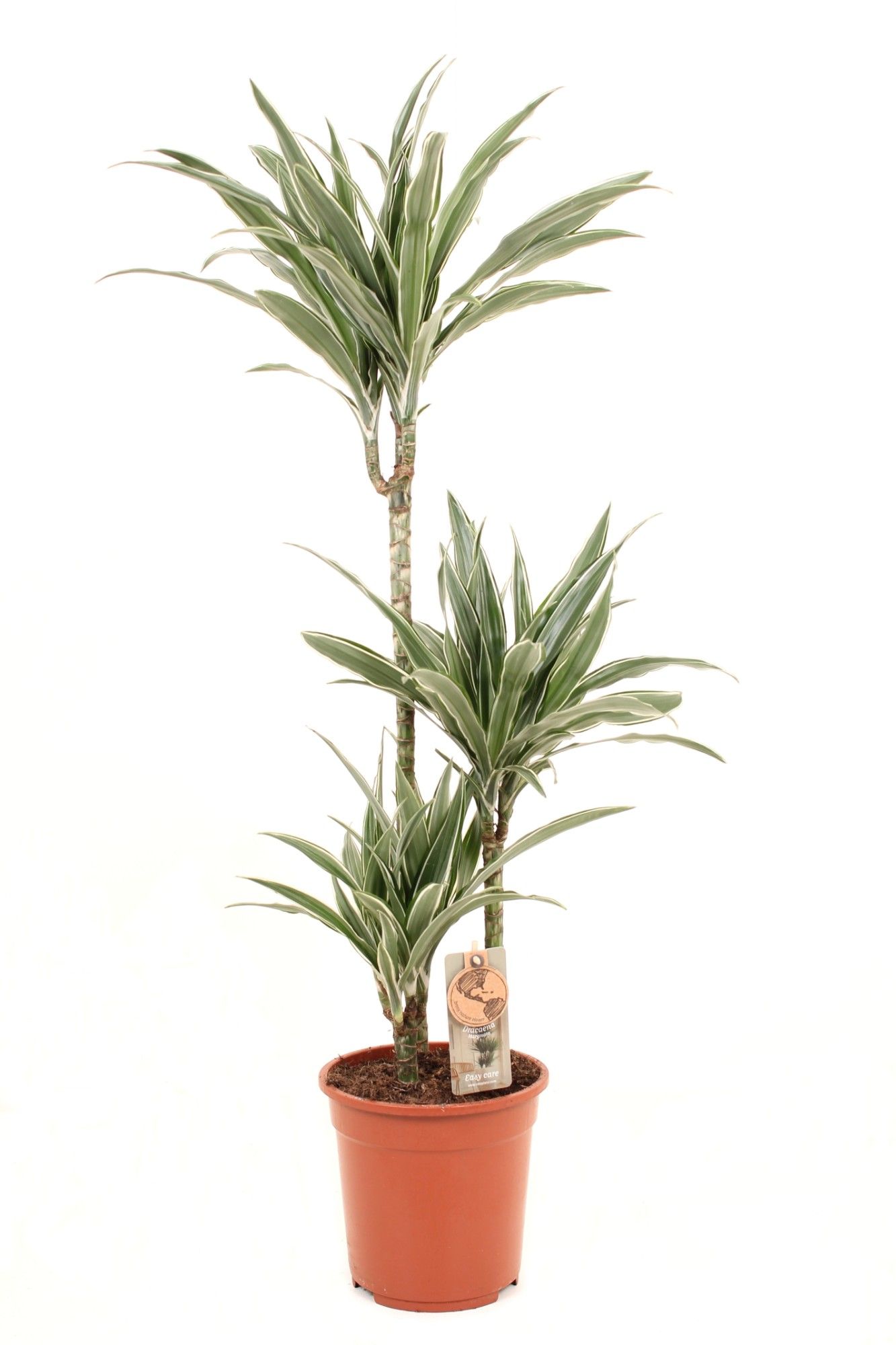 Deremensis P21 60-30-15 Warneckei, D 21