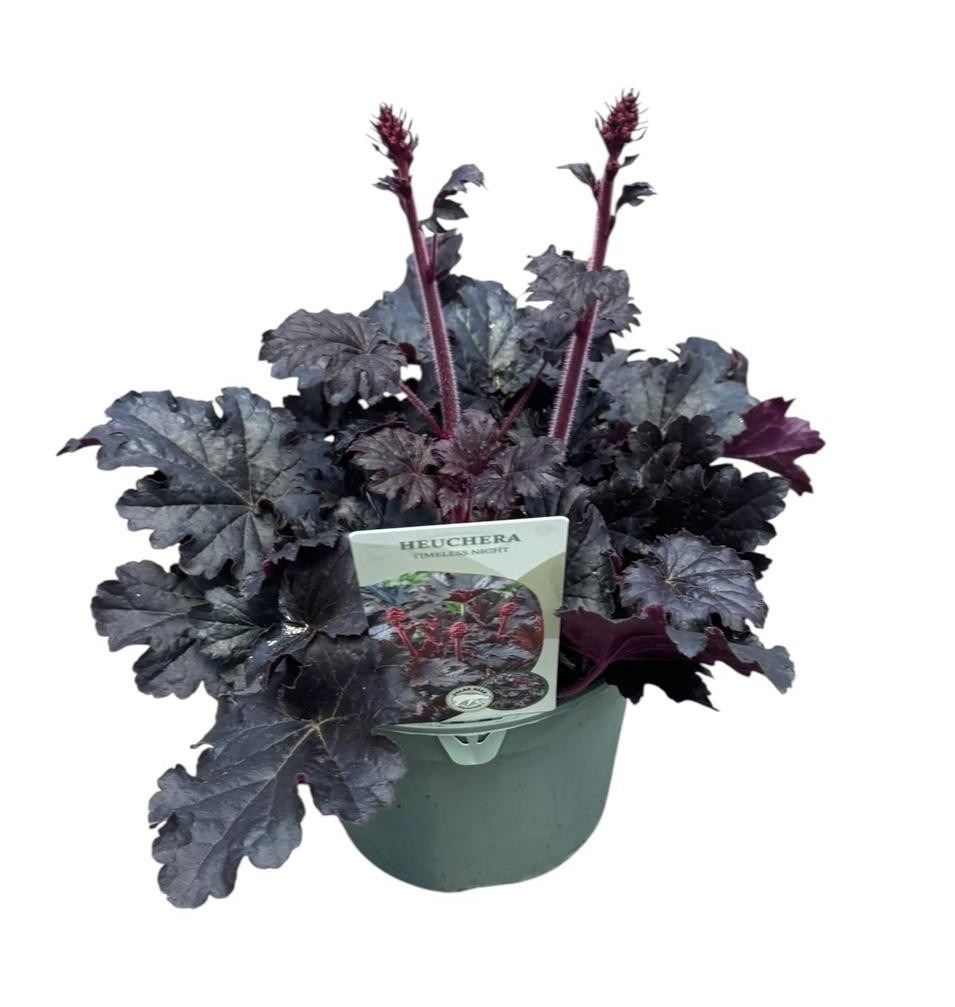 Heuchera 'Timeless Night', D 19