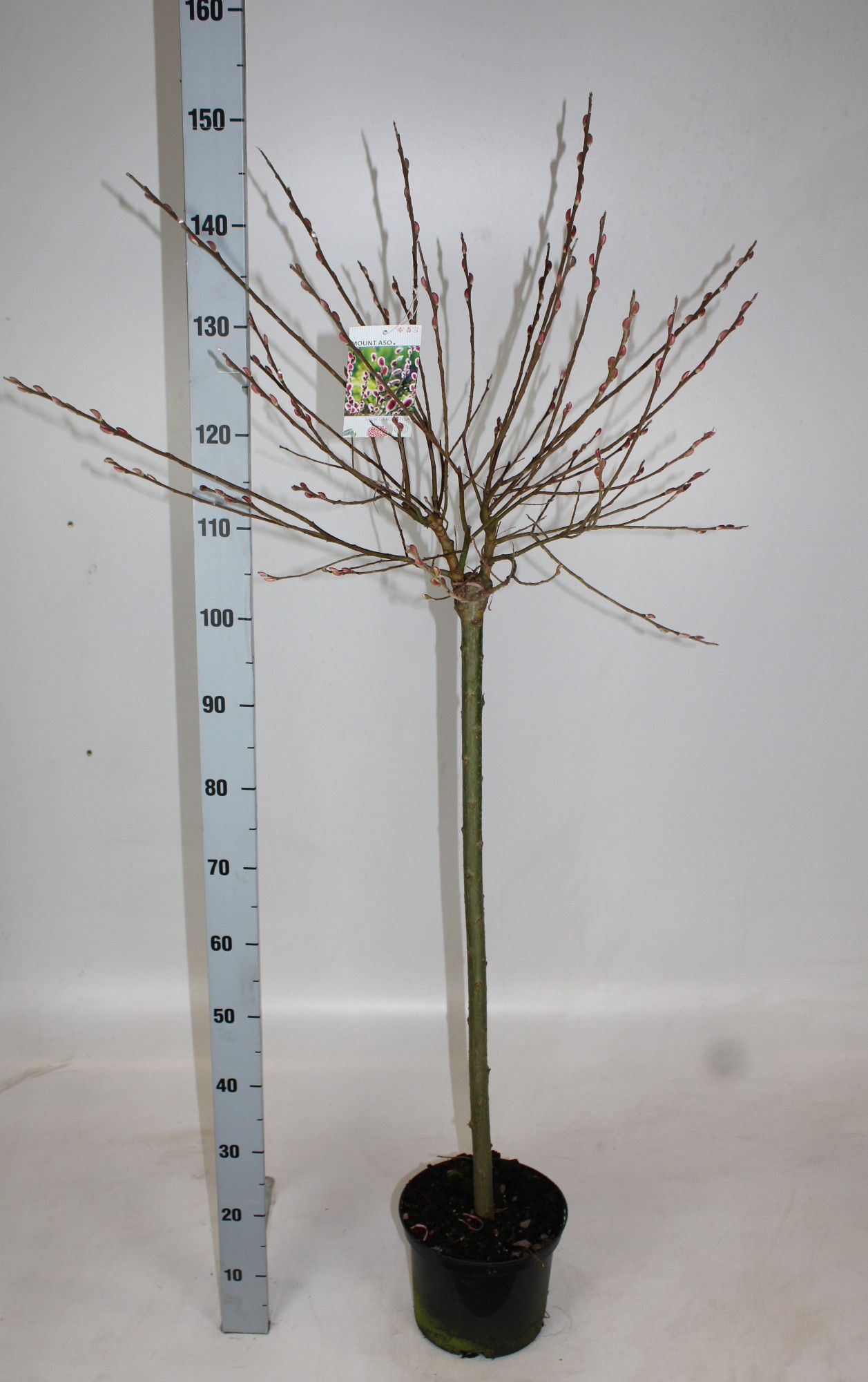 Salix gracilistyla 'Mount Aso', D 23