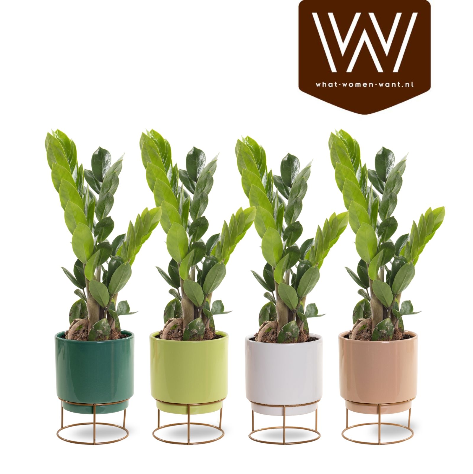 Zamioculcas in pot Emma op ijzeren rekje., D 10,5