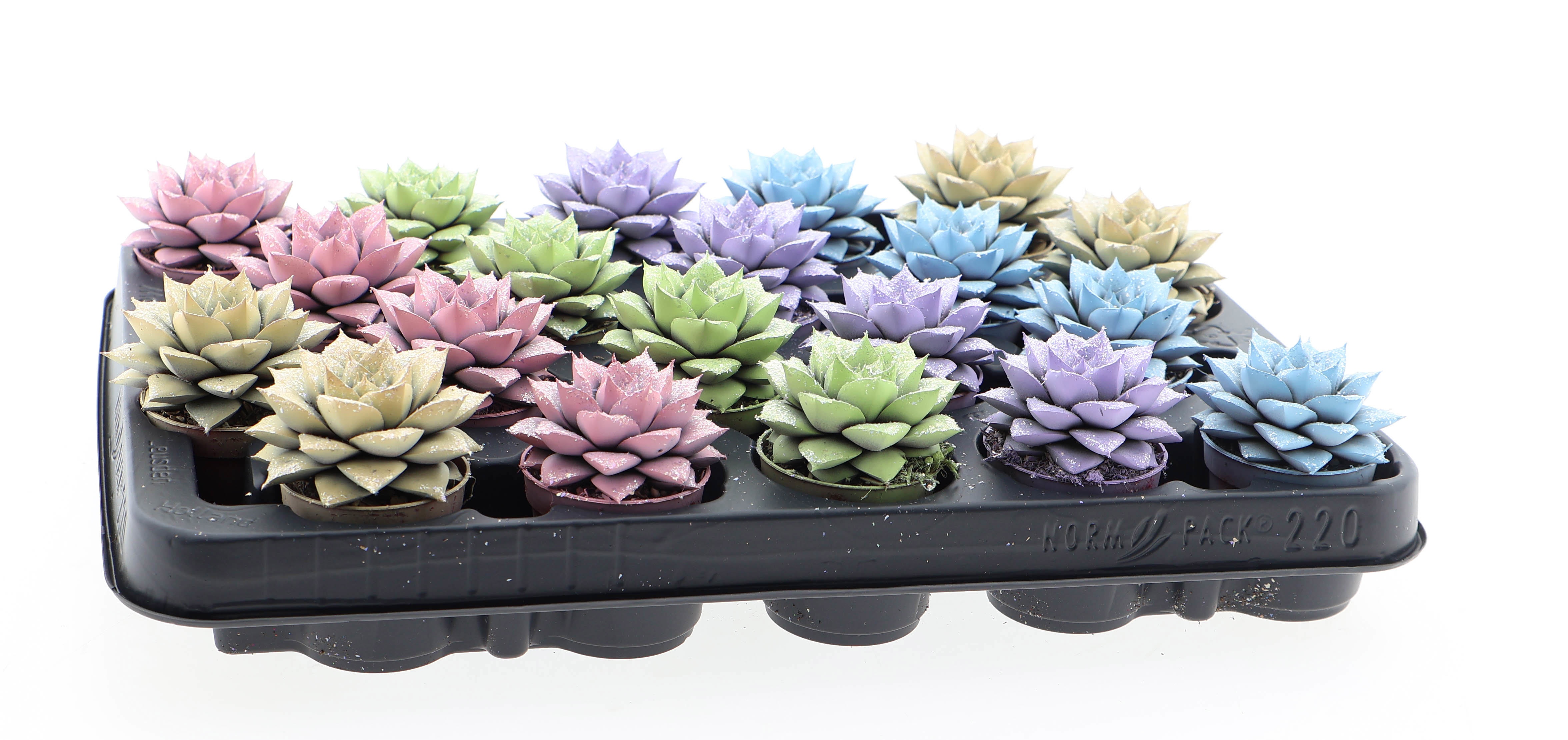 Purper pastel glittermix, D 5,5