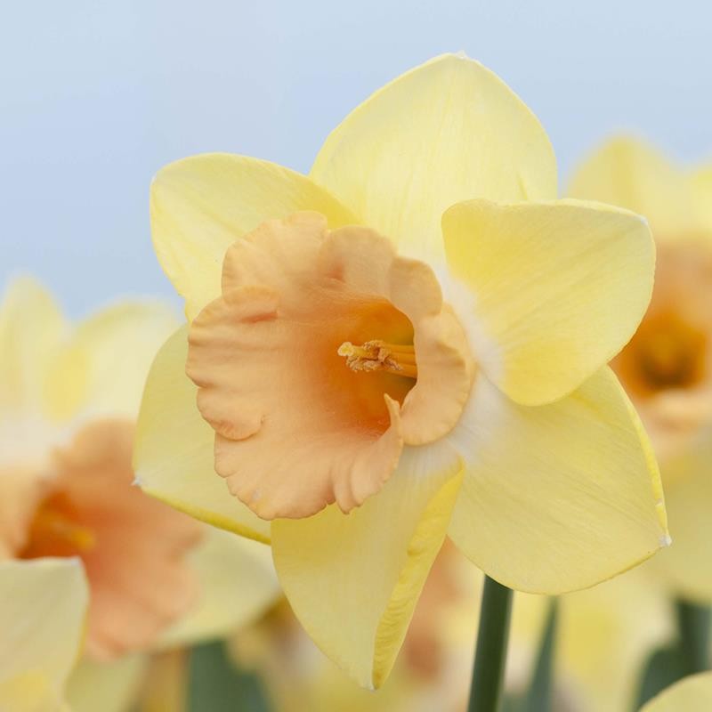 NARCISSUS INCOMPARABILIS 'TOM POUCE', D 11