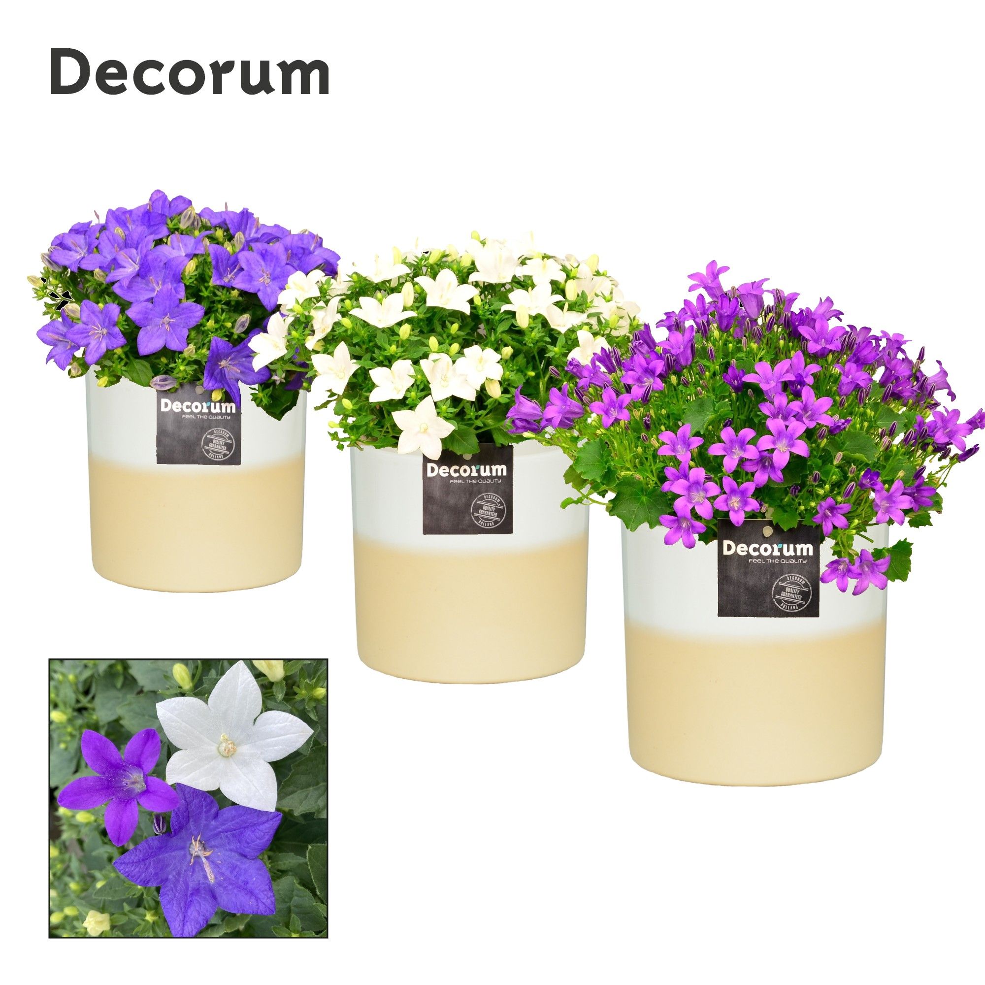 Campanula 'Mix' Rosy Decorum, D 13