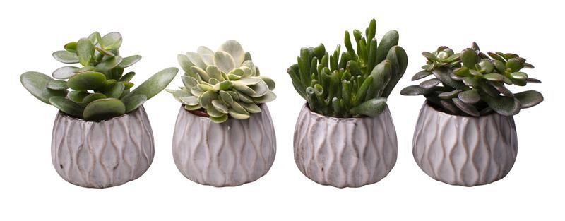 CRASSULA MIX L 65425, D 6