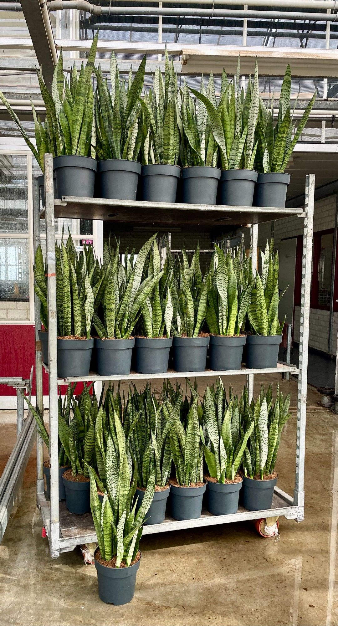 Sansevieria zeylanica, D 21