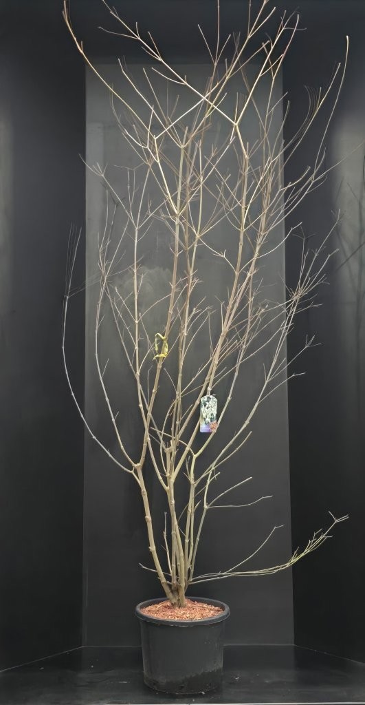 Cornus kousa chinensis, D 38