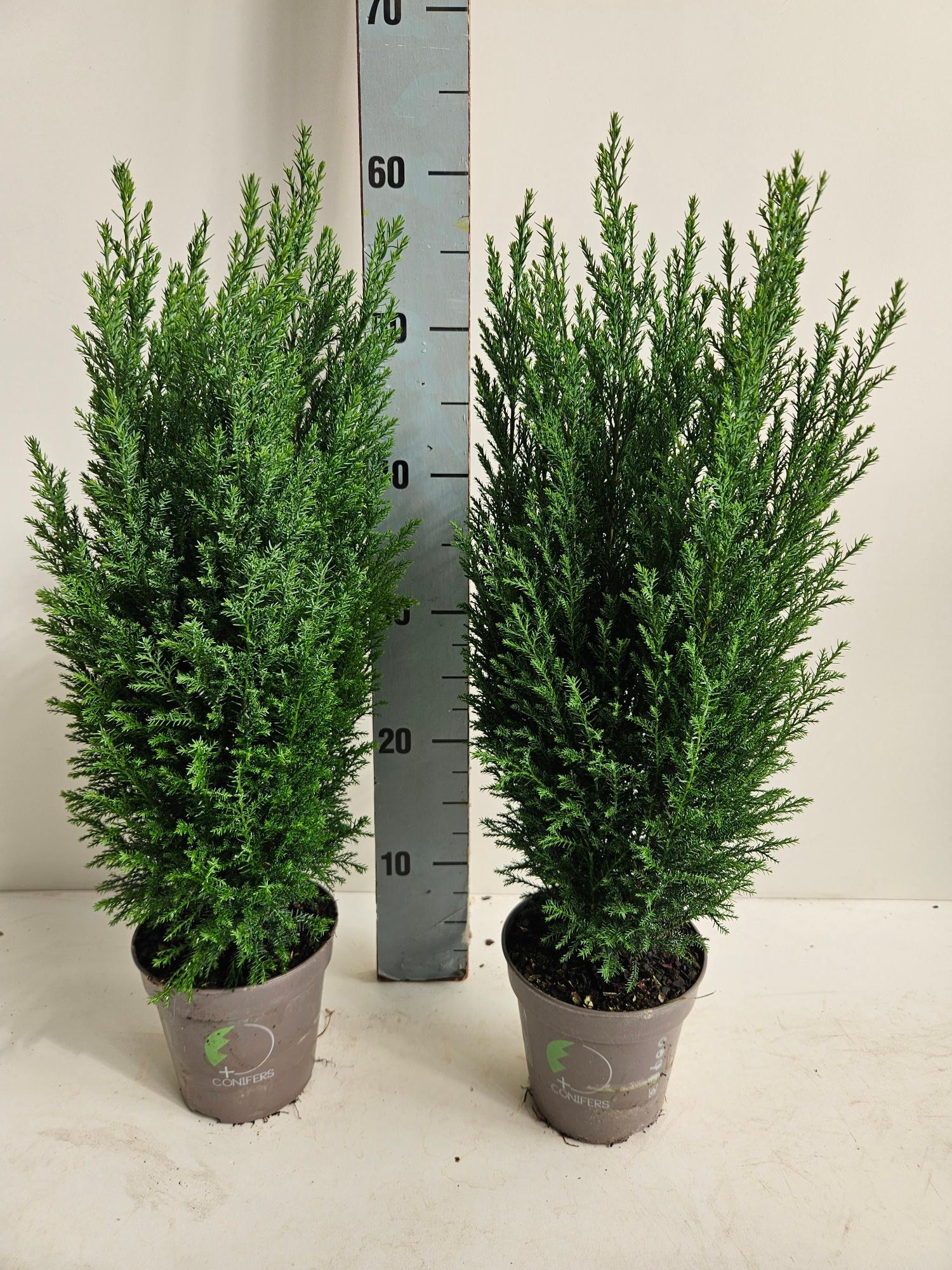 Chamaecyparis lawsoniana 'Ellwoodii', D 13