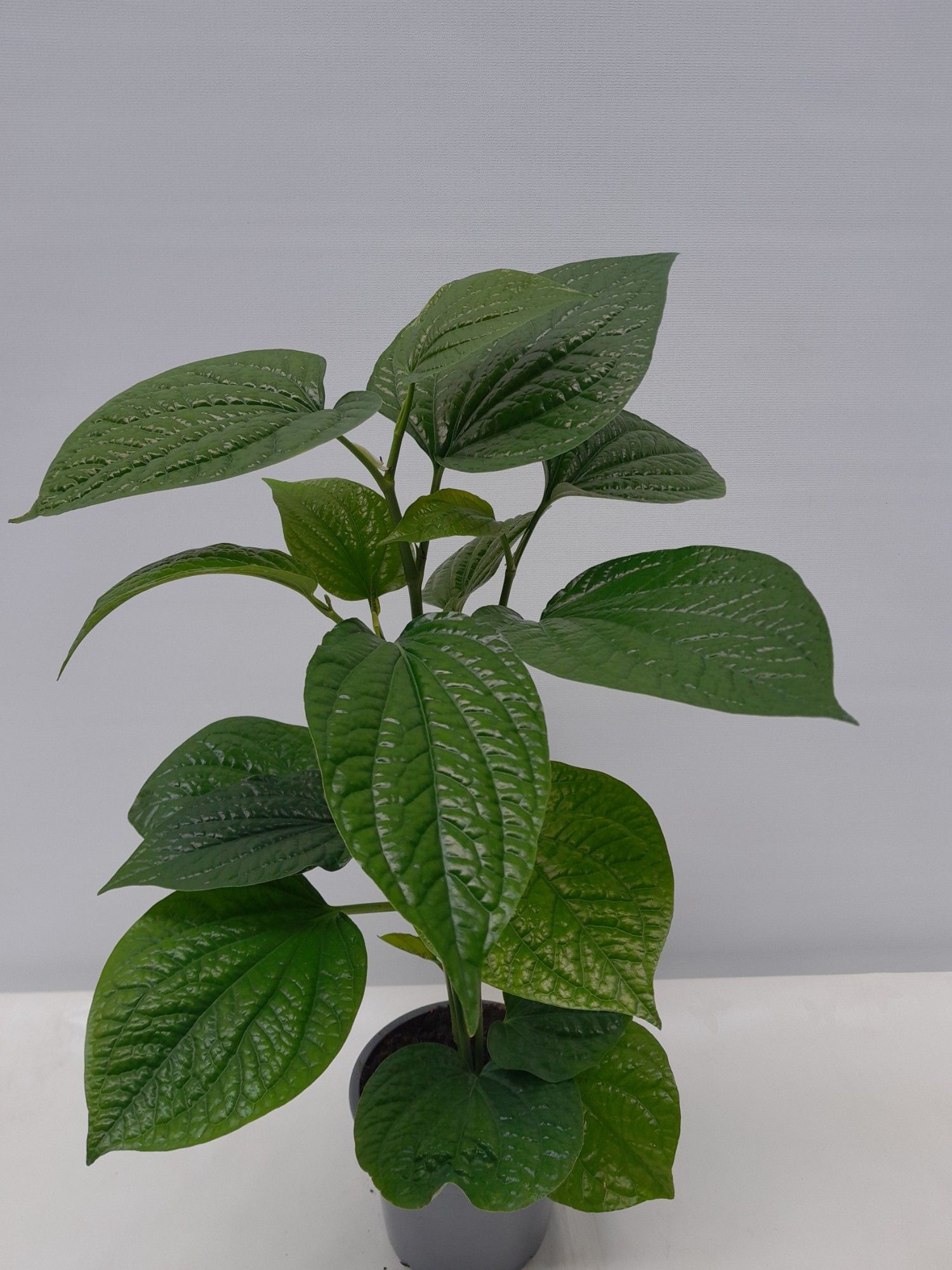 PIPER SARMENTOSUM, D 12