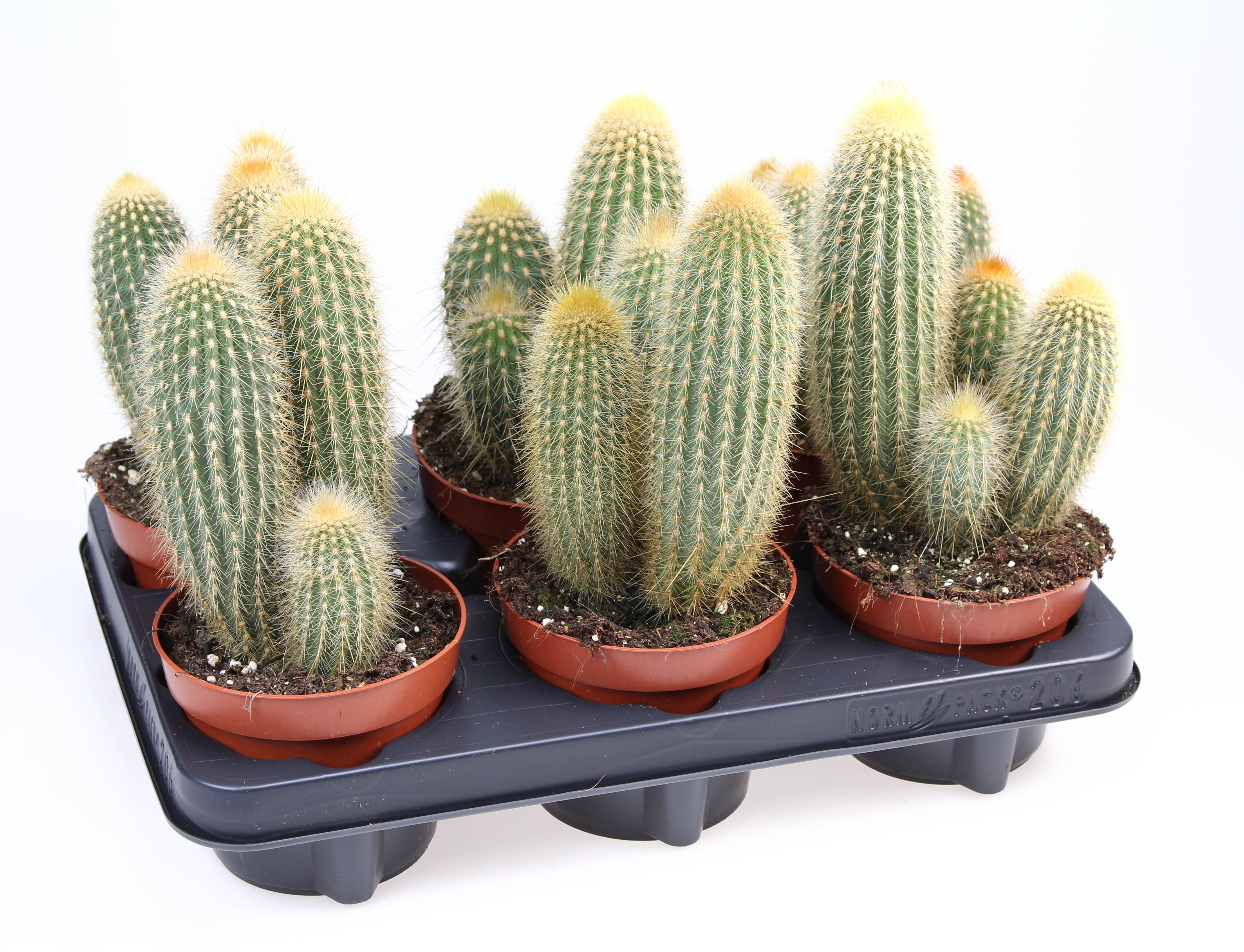 Vatricania guentheri, D 12