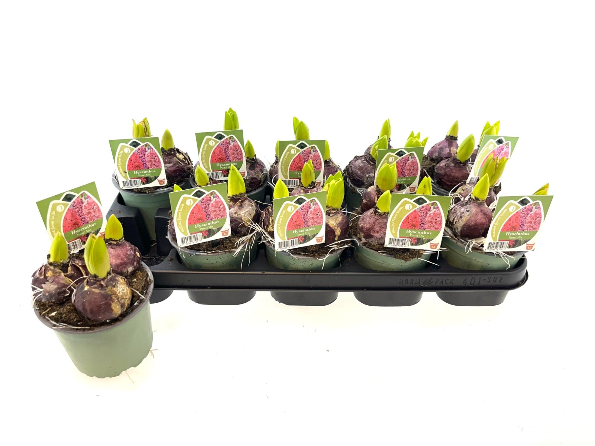 Hyacint Pastel mix 12 cm, D 12