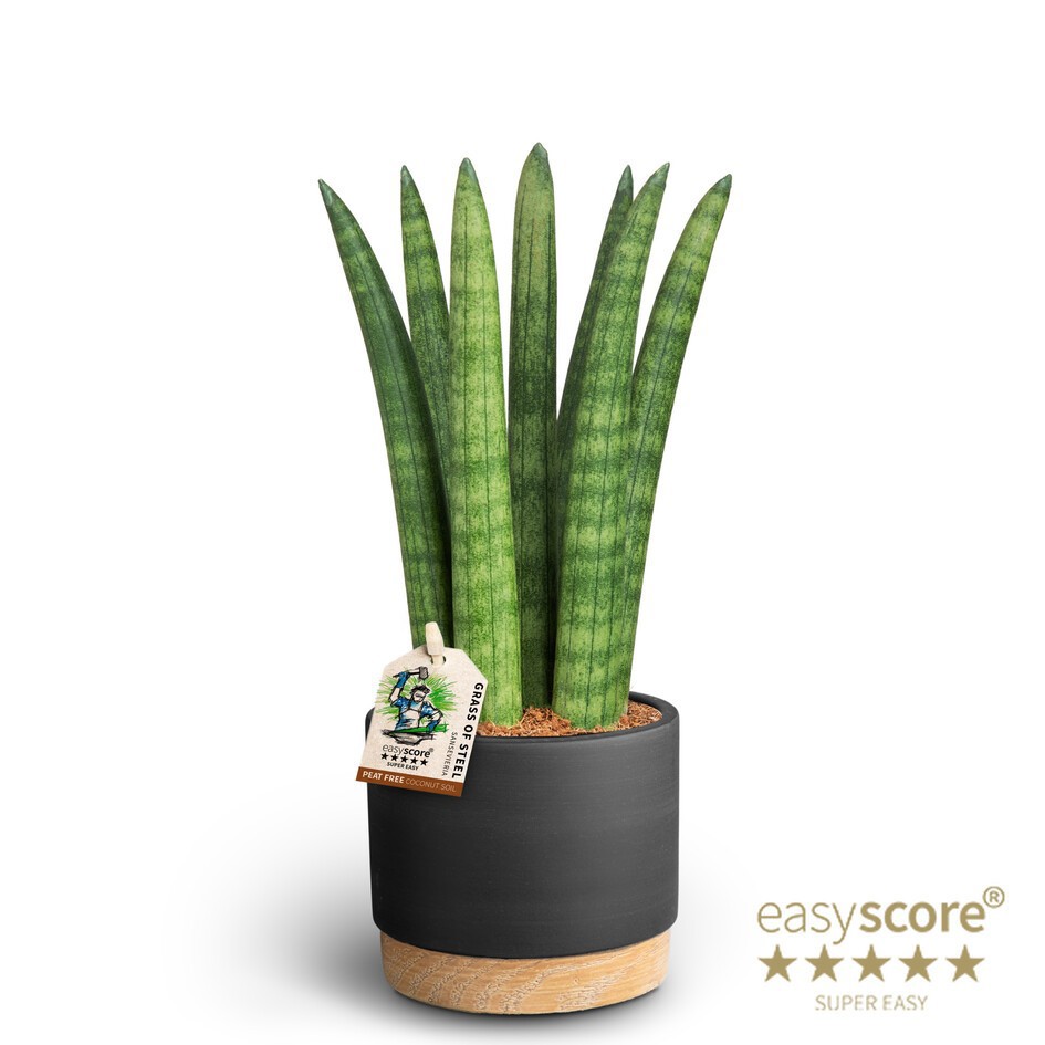 Woodbase Liqurice, Sansevieria ´Straight´, D 10