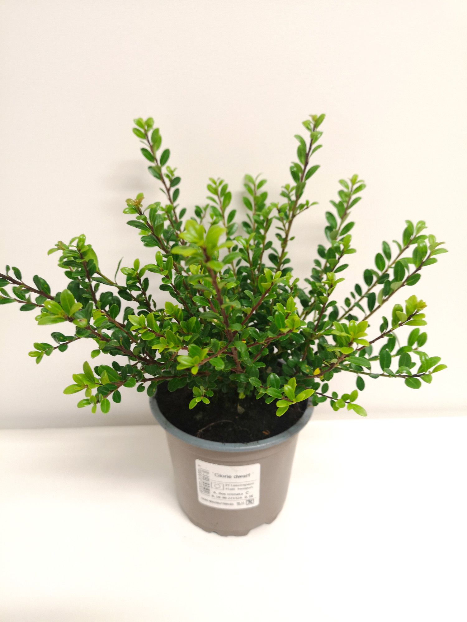 Ilex crenata 'Glorie Dwarf'®, D 11