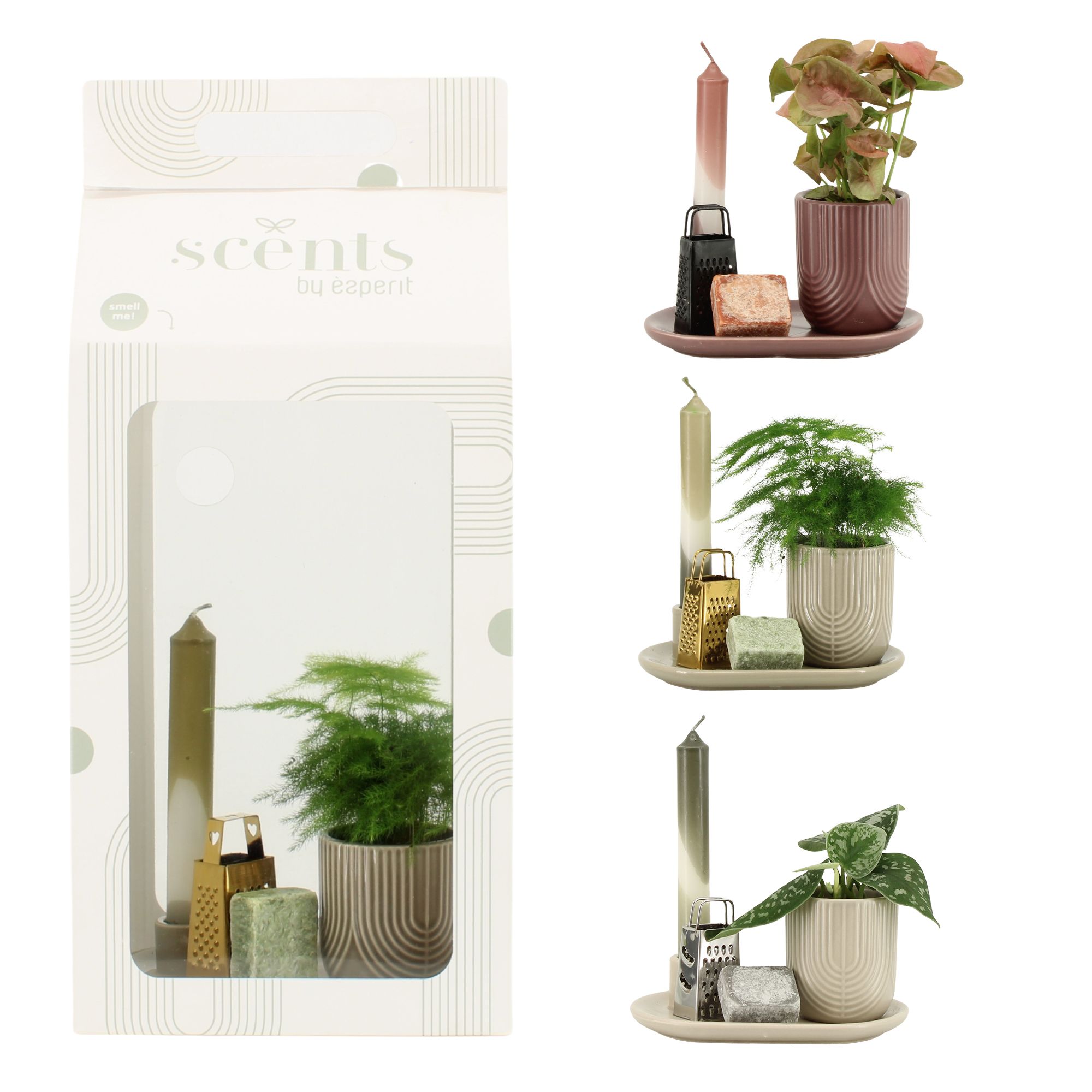 90710: Scents arrangement, D 18