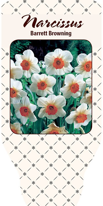 NARCISSUS INCOMPARABILIS 'Barrat Browning', D 21