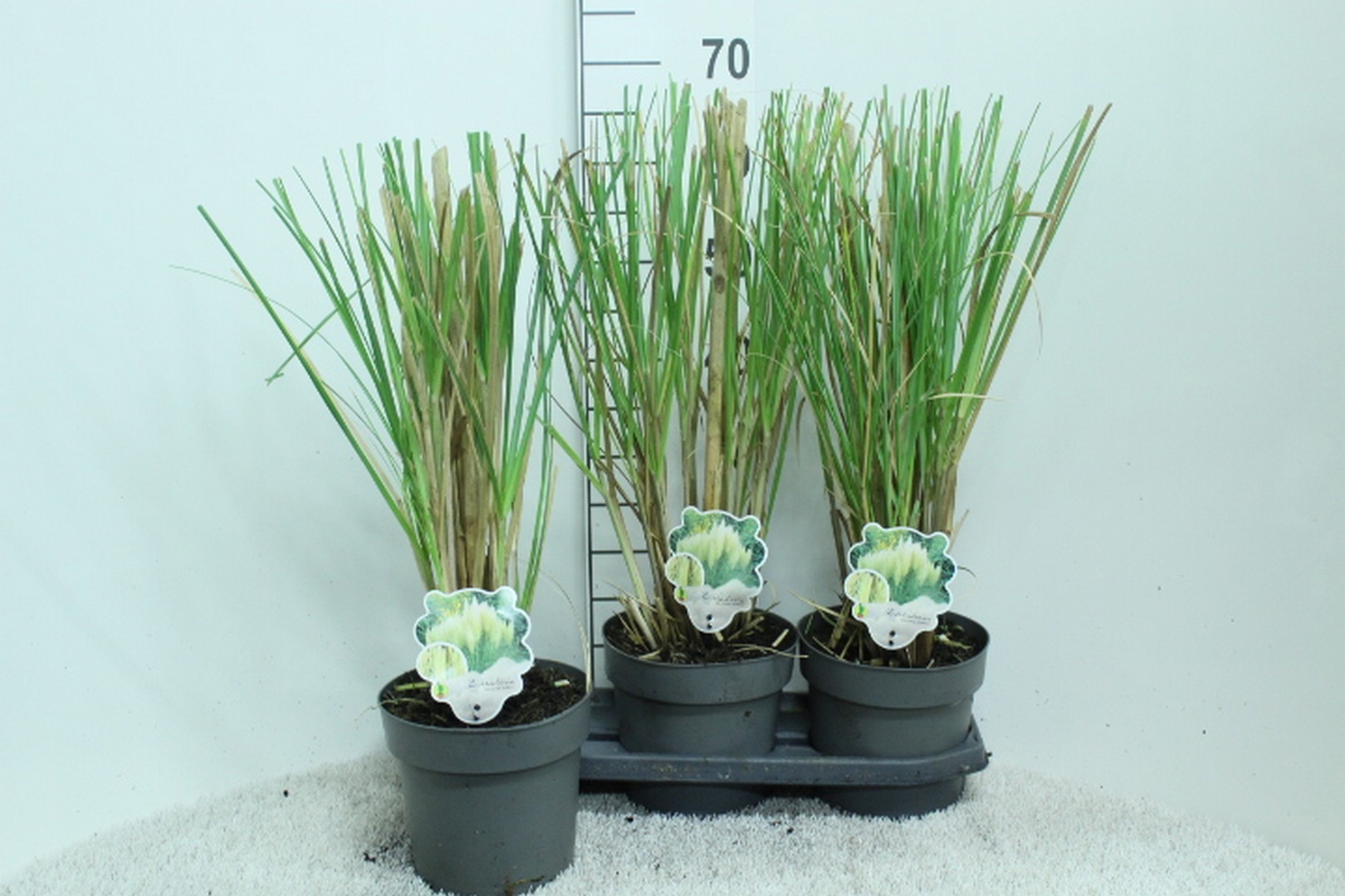 Cortaderia selloana 'Pumila' P19, D 19