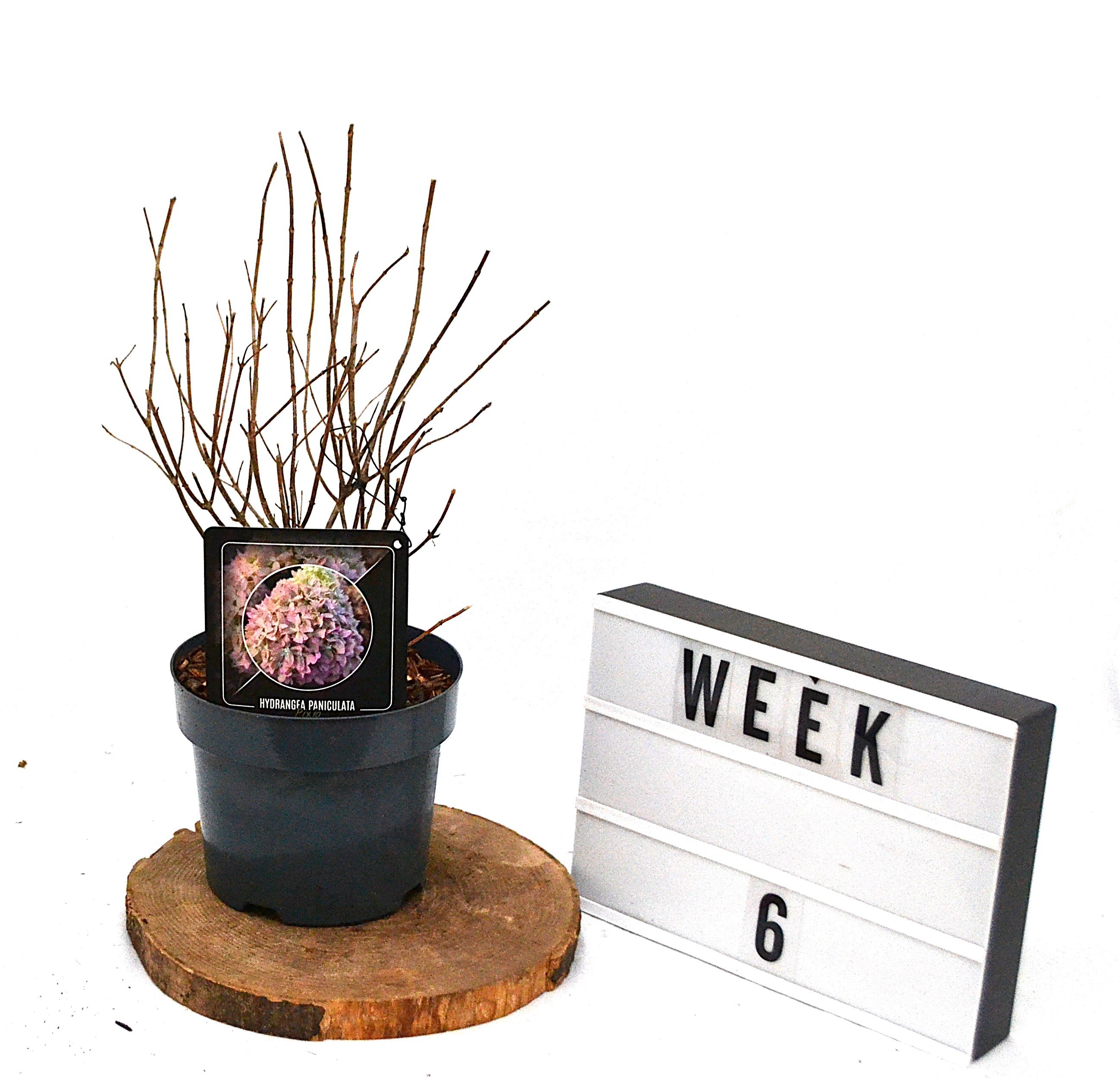 Hydrangea paniculata Pixio C3, D 19