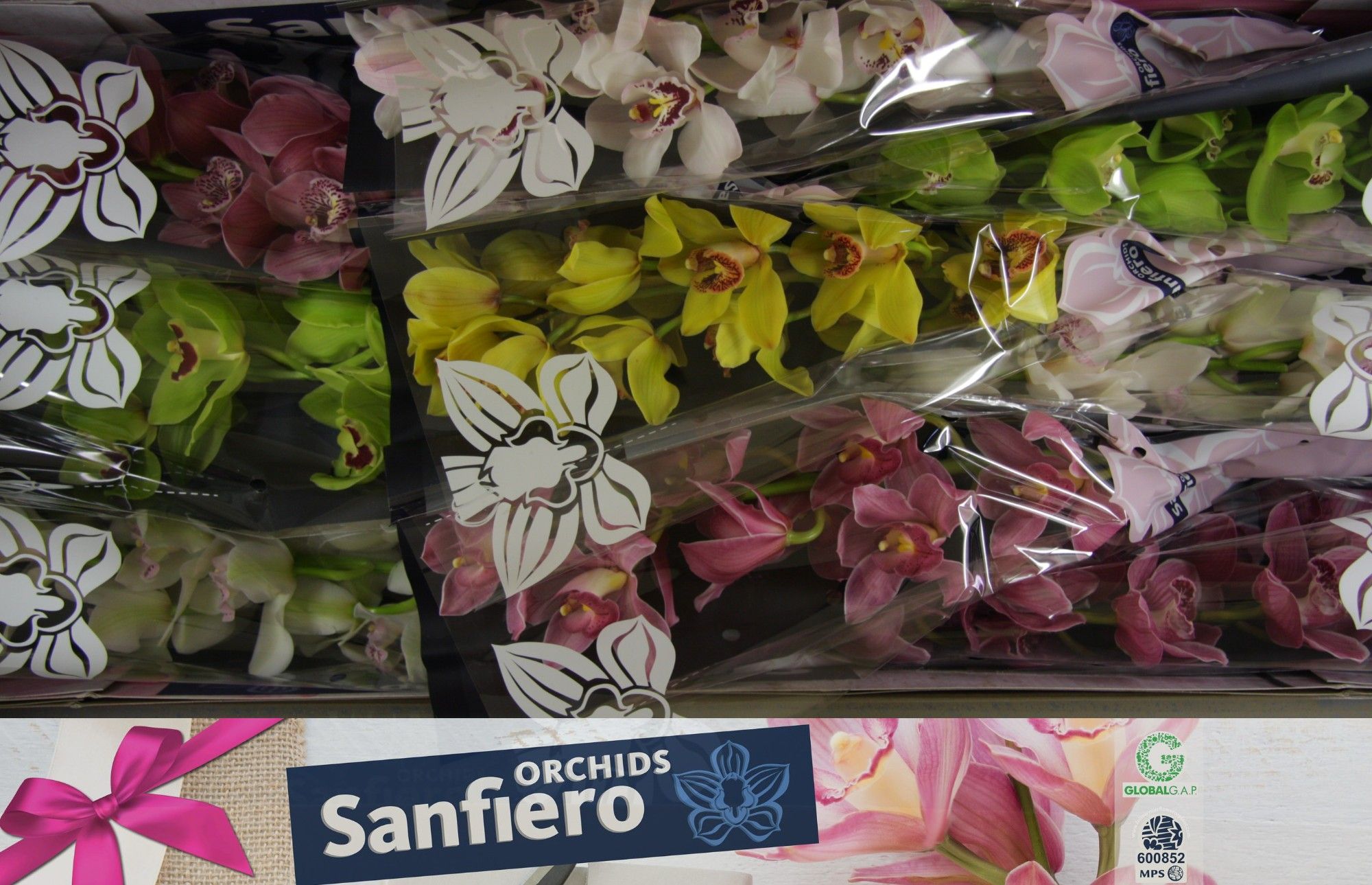 Цимбидиум Микс x9 60, шт.