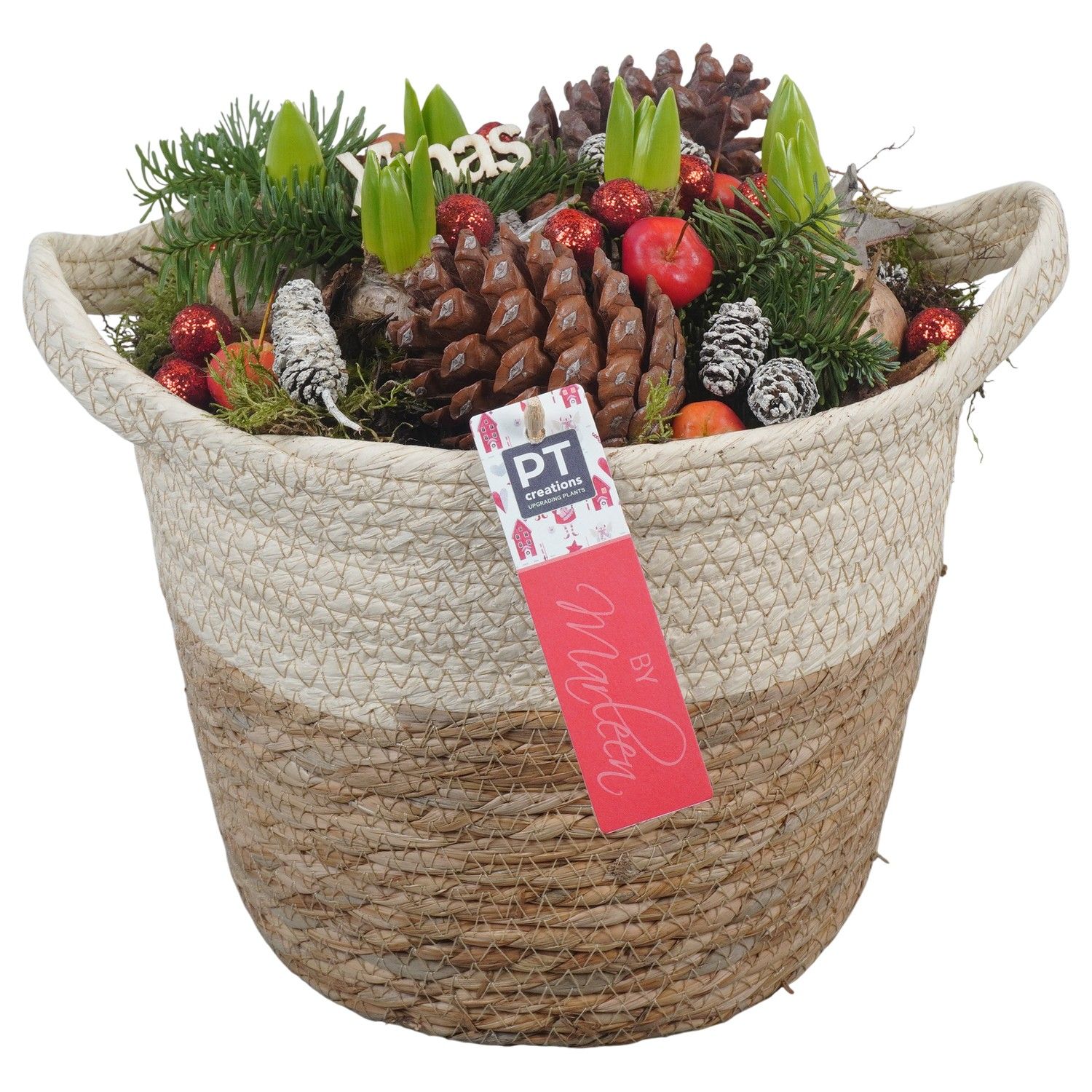 PTHCH6709 Arrangement Hyacint Christmas in mand, D 23 cm