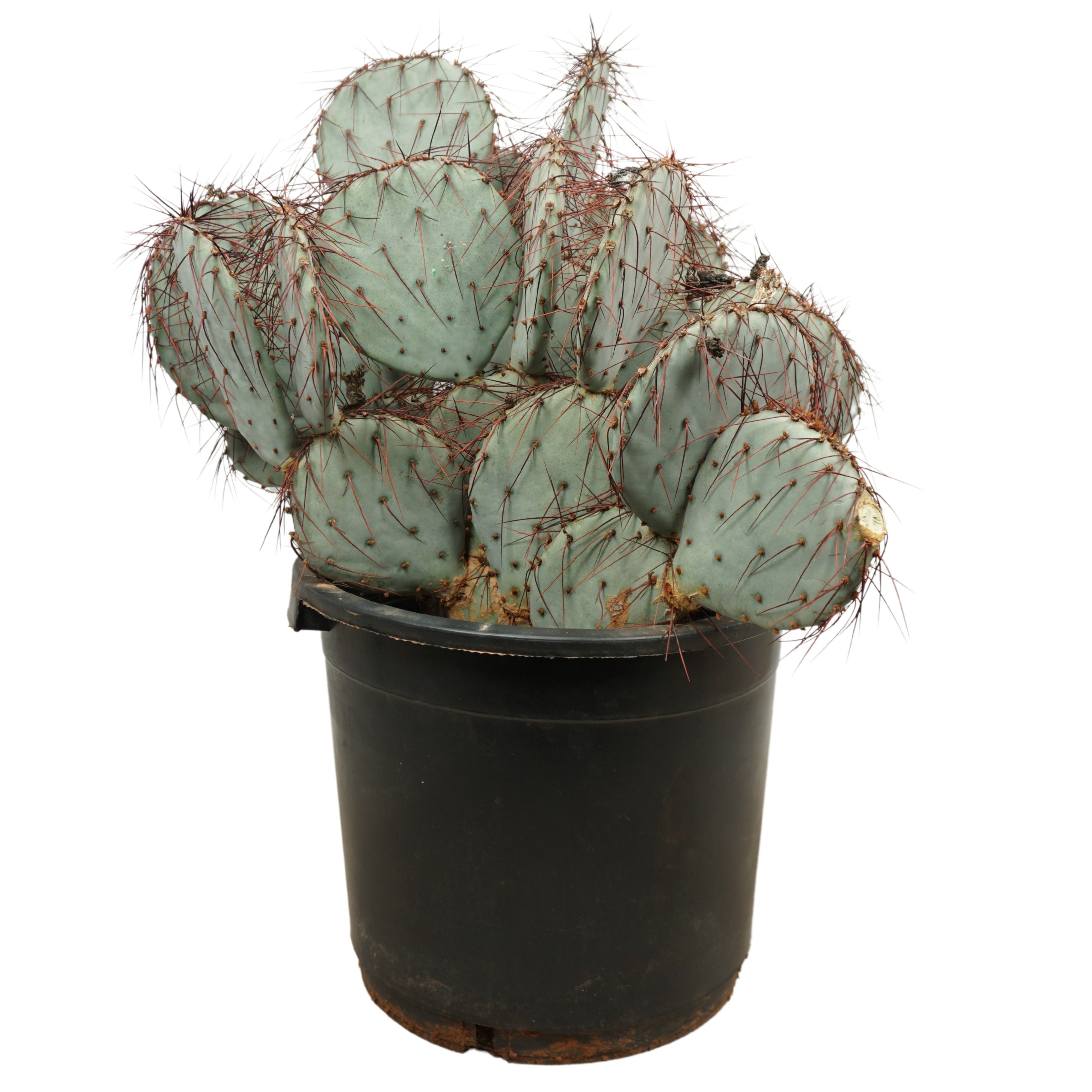 Opuntia violacea 35 cm, D 35